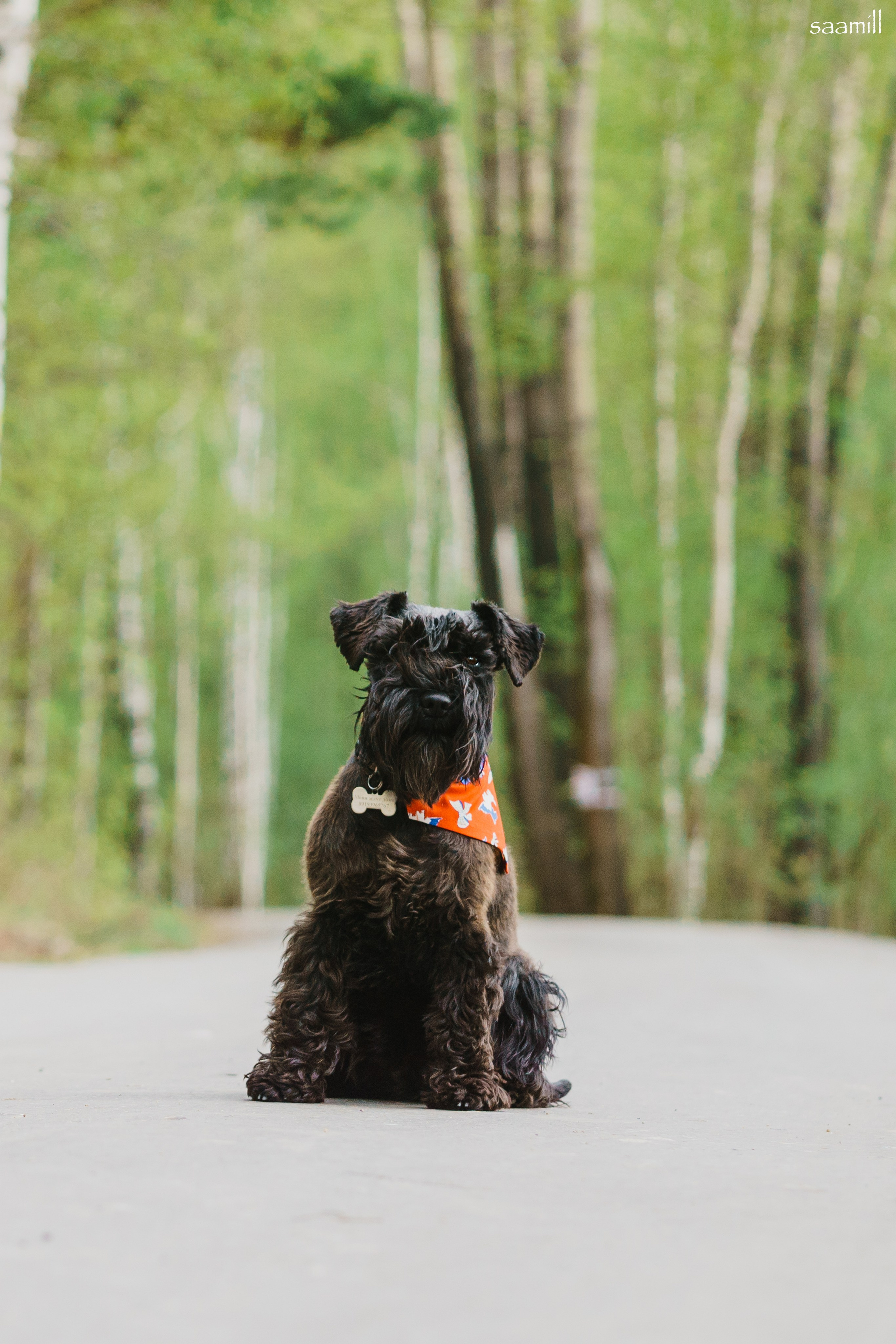 История наших встреч — 1 часть. Saamill