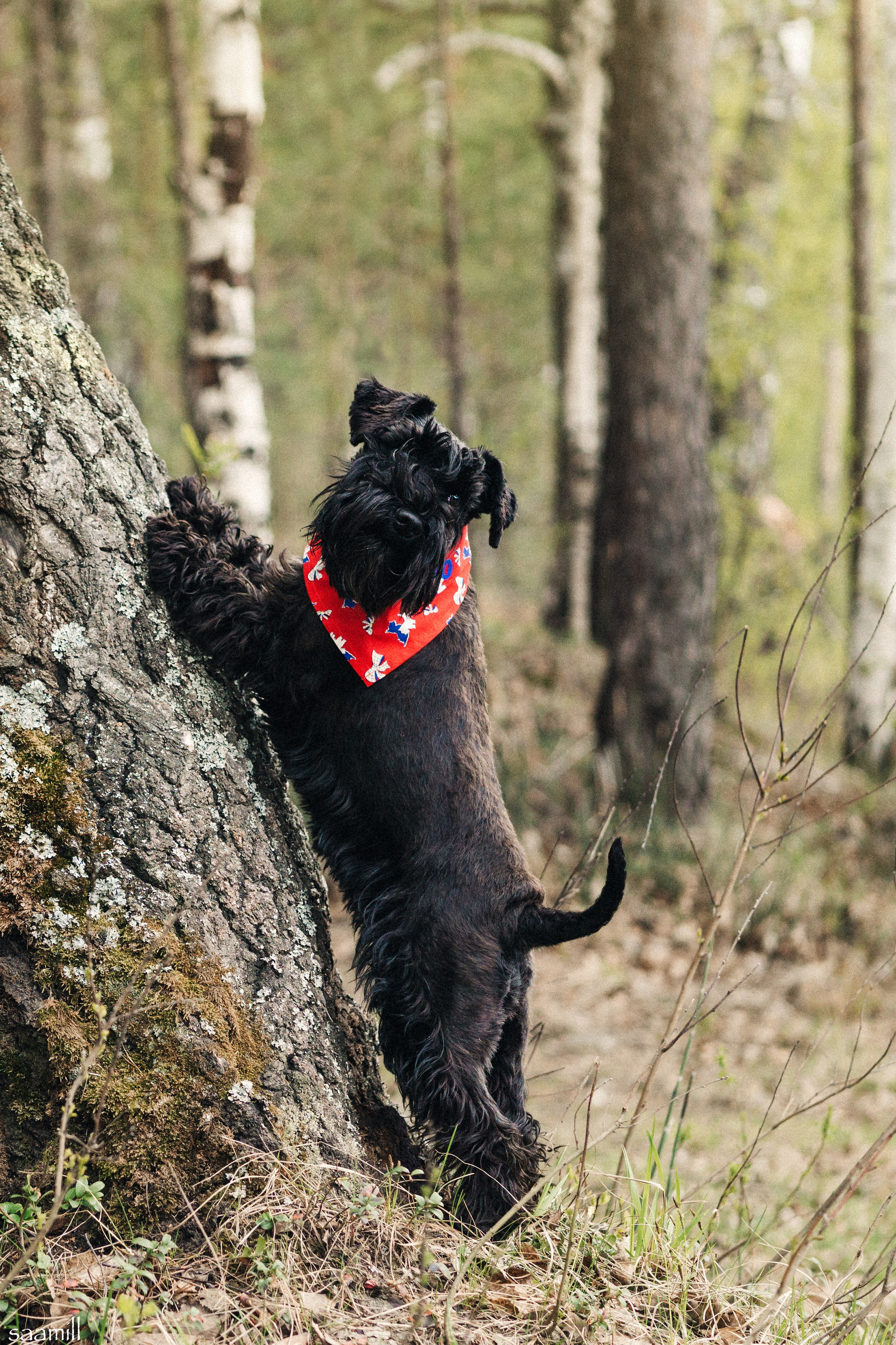 История наших встреч — 1 часть. Saamill