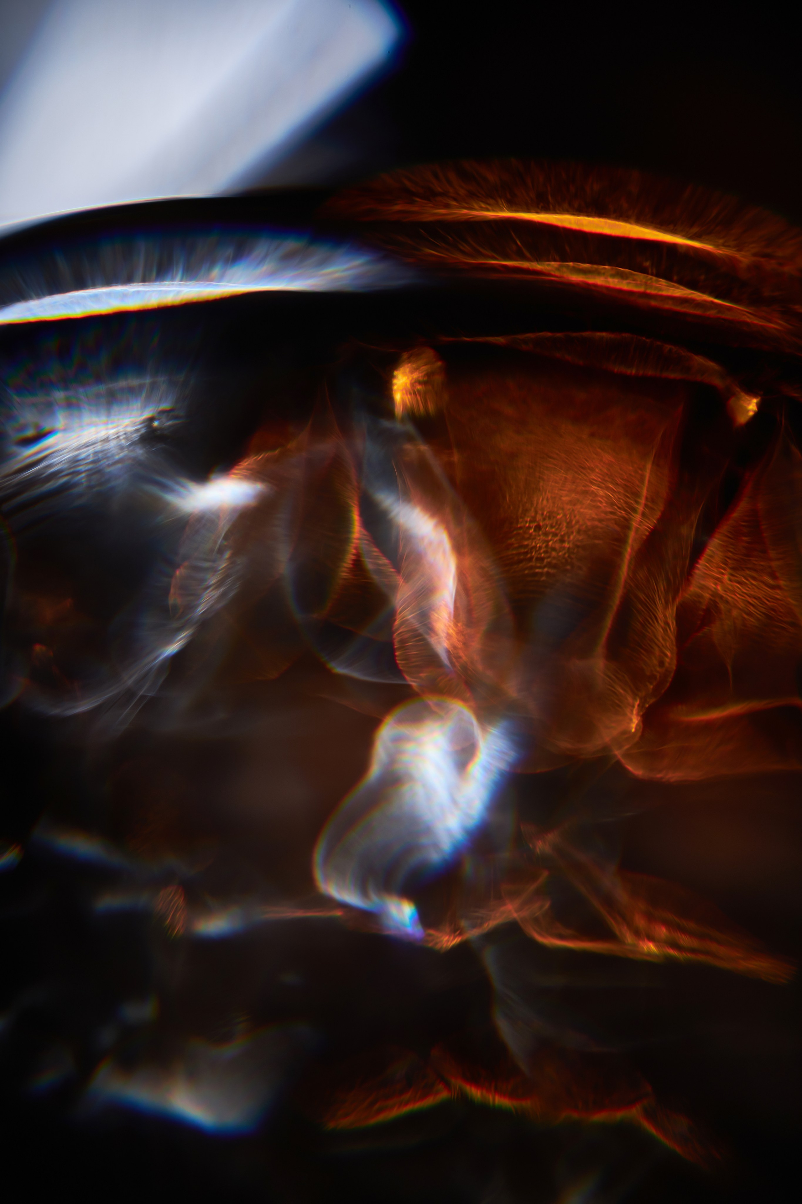 Эксклюзивная печать макро-фотографий. Sandra Marselly | Абстрактная Макро-Фотография