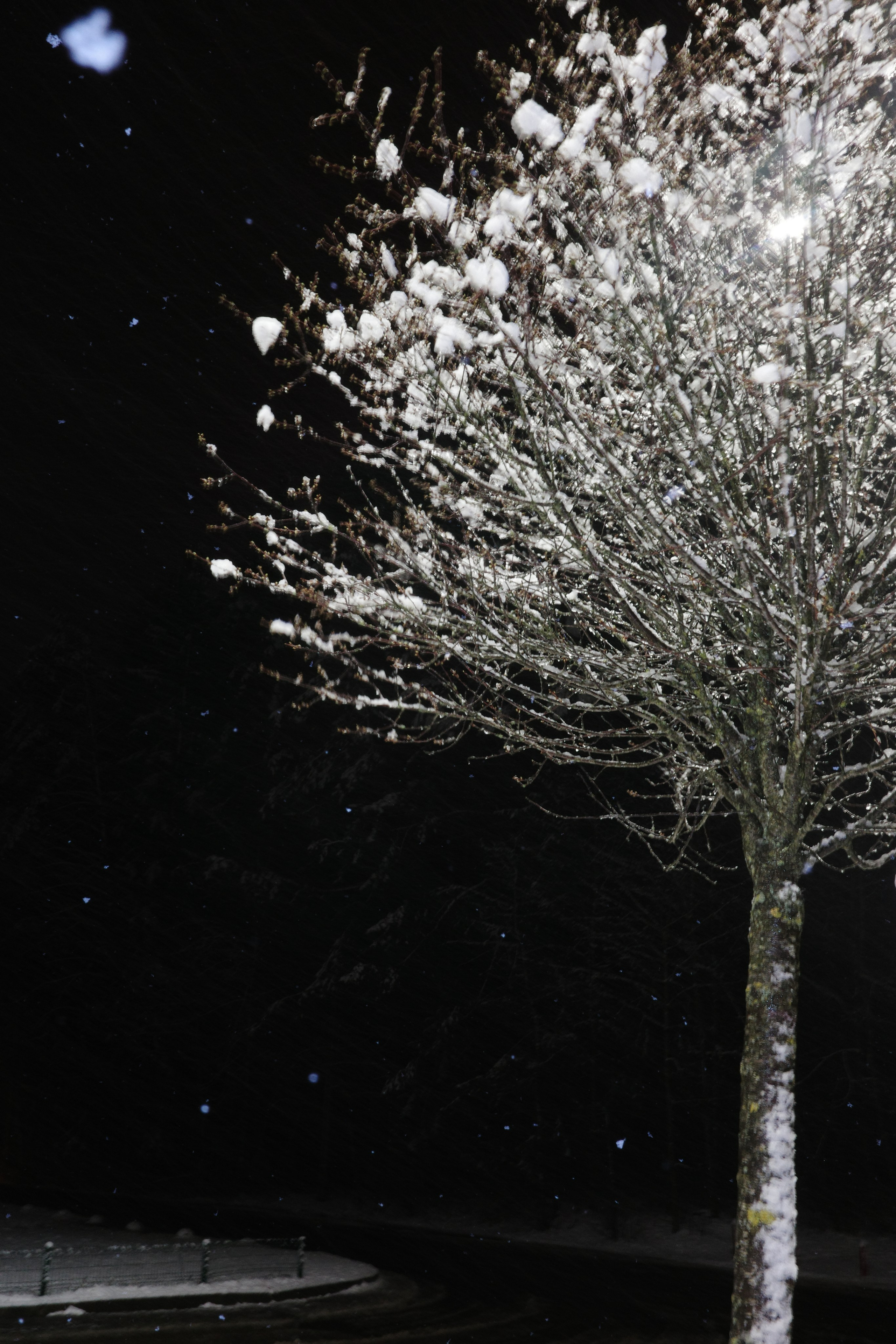 Круг жизни. Пылина Ирина — современная фотография