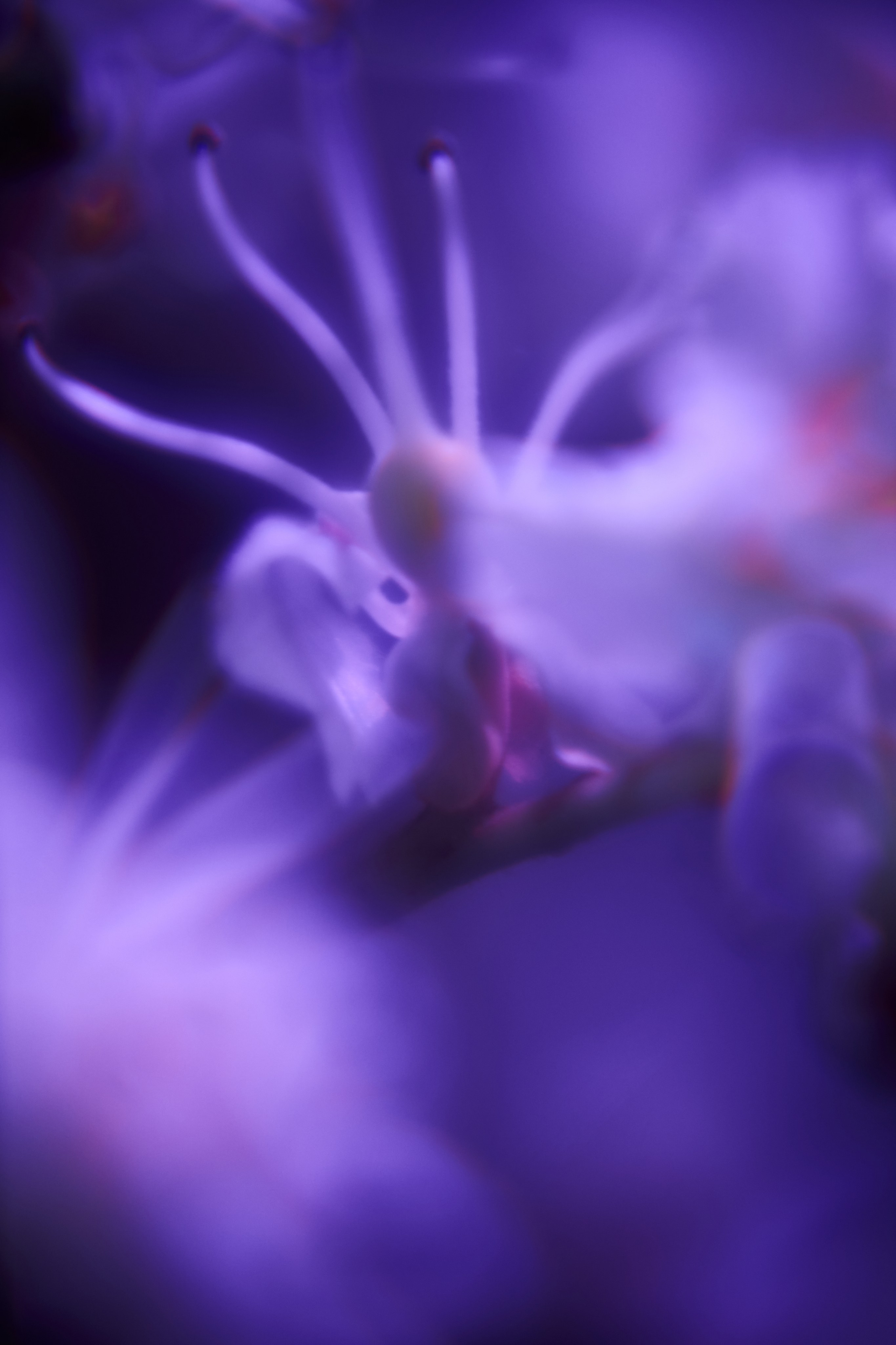 Эксклюзивная печать макро-фотографий. Sandra Marselly | Абстрактная Макро-Фотография