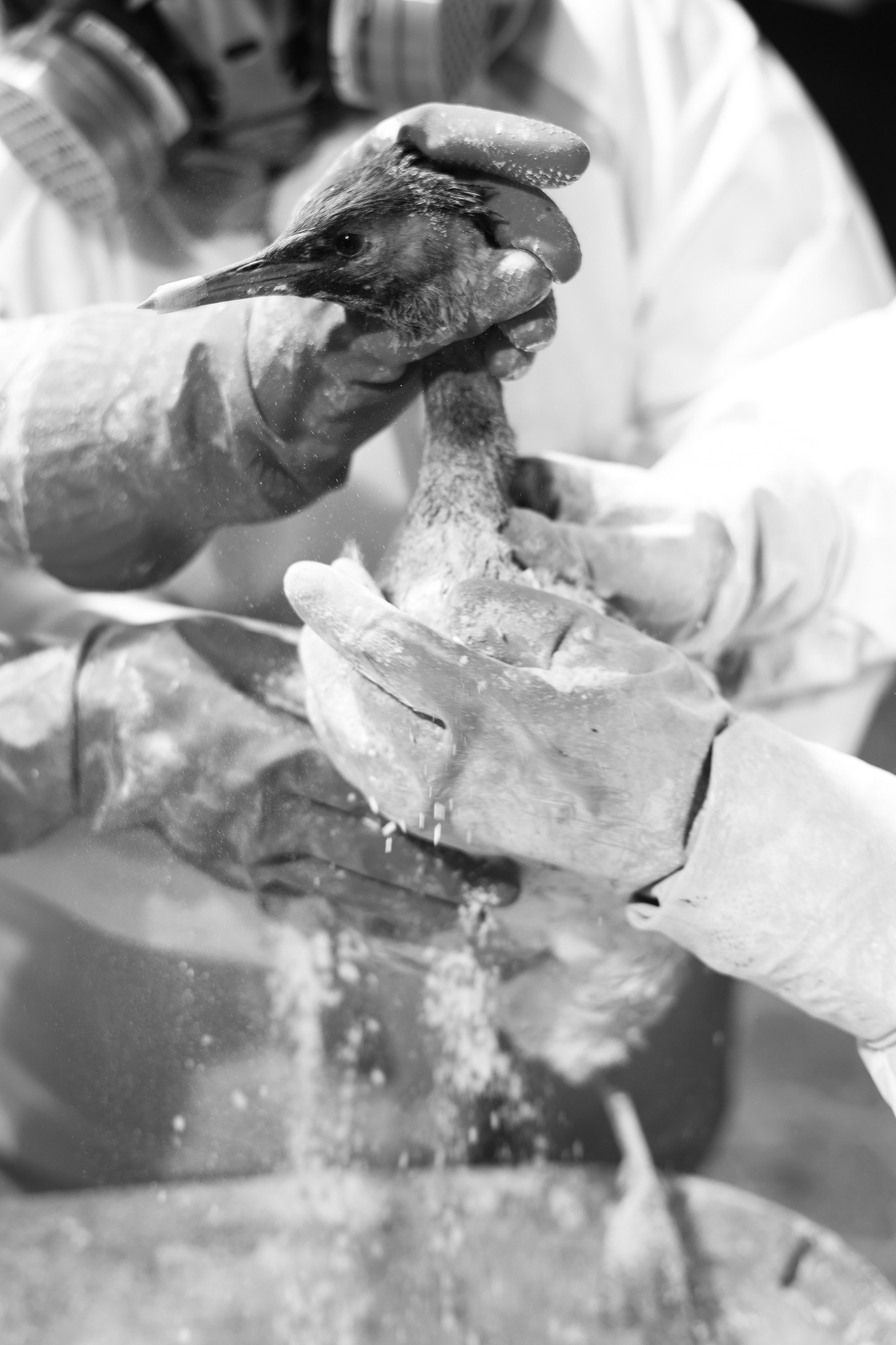 Фотовыставка «Черное море» | nasa loseva