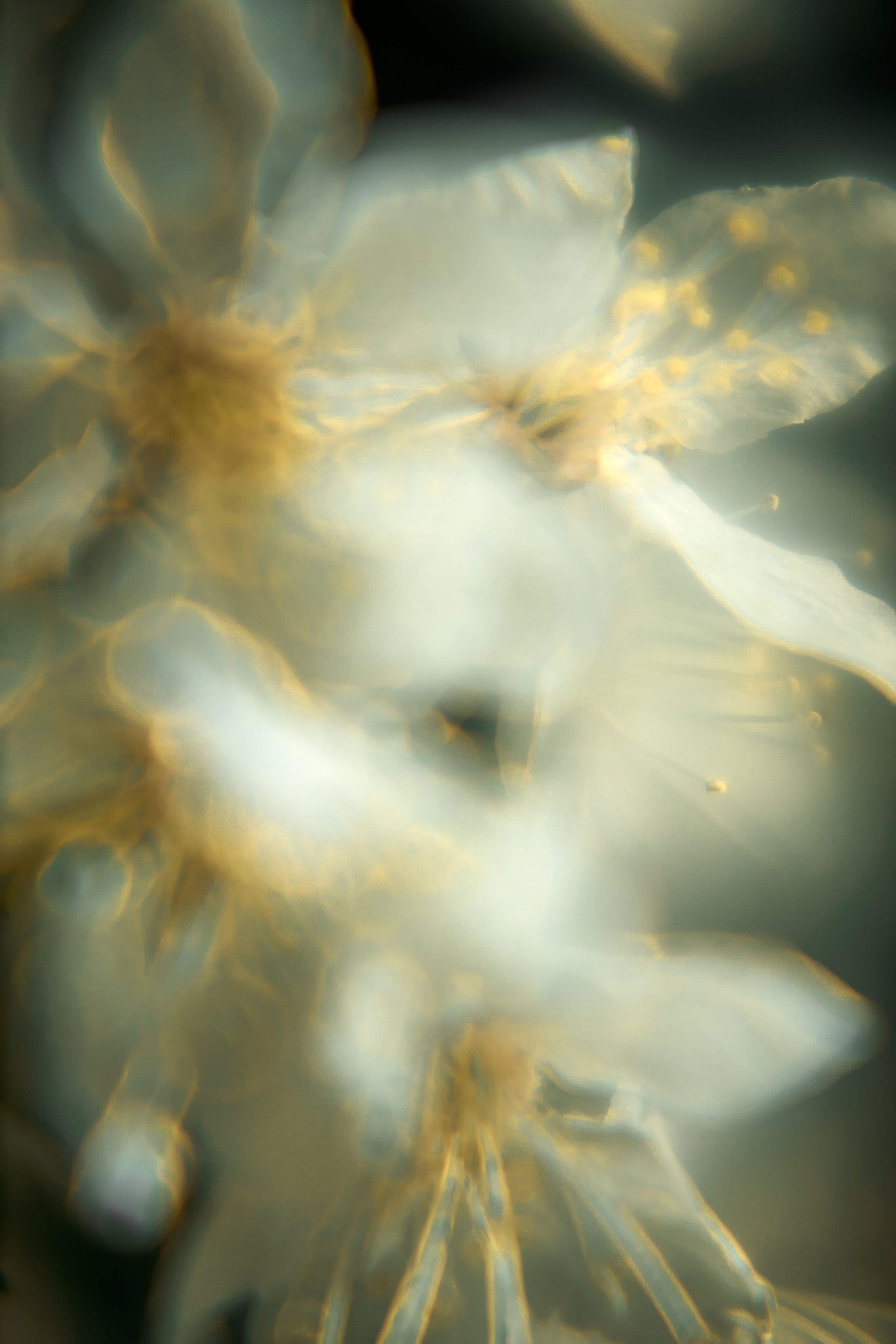 Эксклюзивная печать макро-фотографий. Sandra Marselly | Абстрактная Макро-Фотография