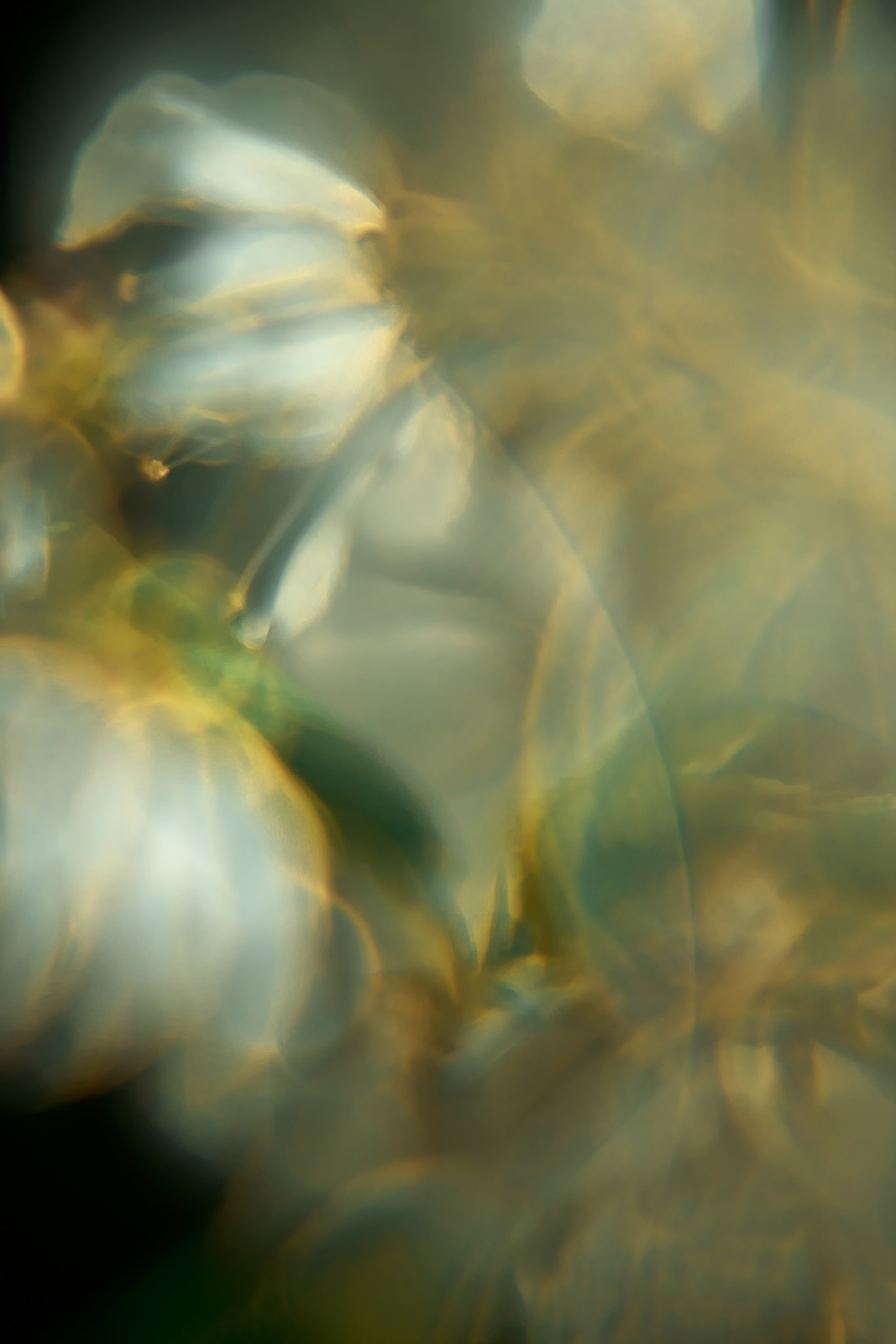 Эксклюзивная печать макро-фотографий. Sandra Marselly | Абстрактная Макро-Фотография