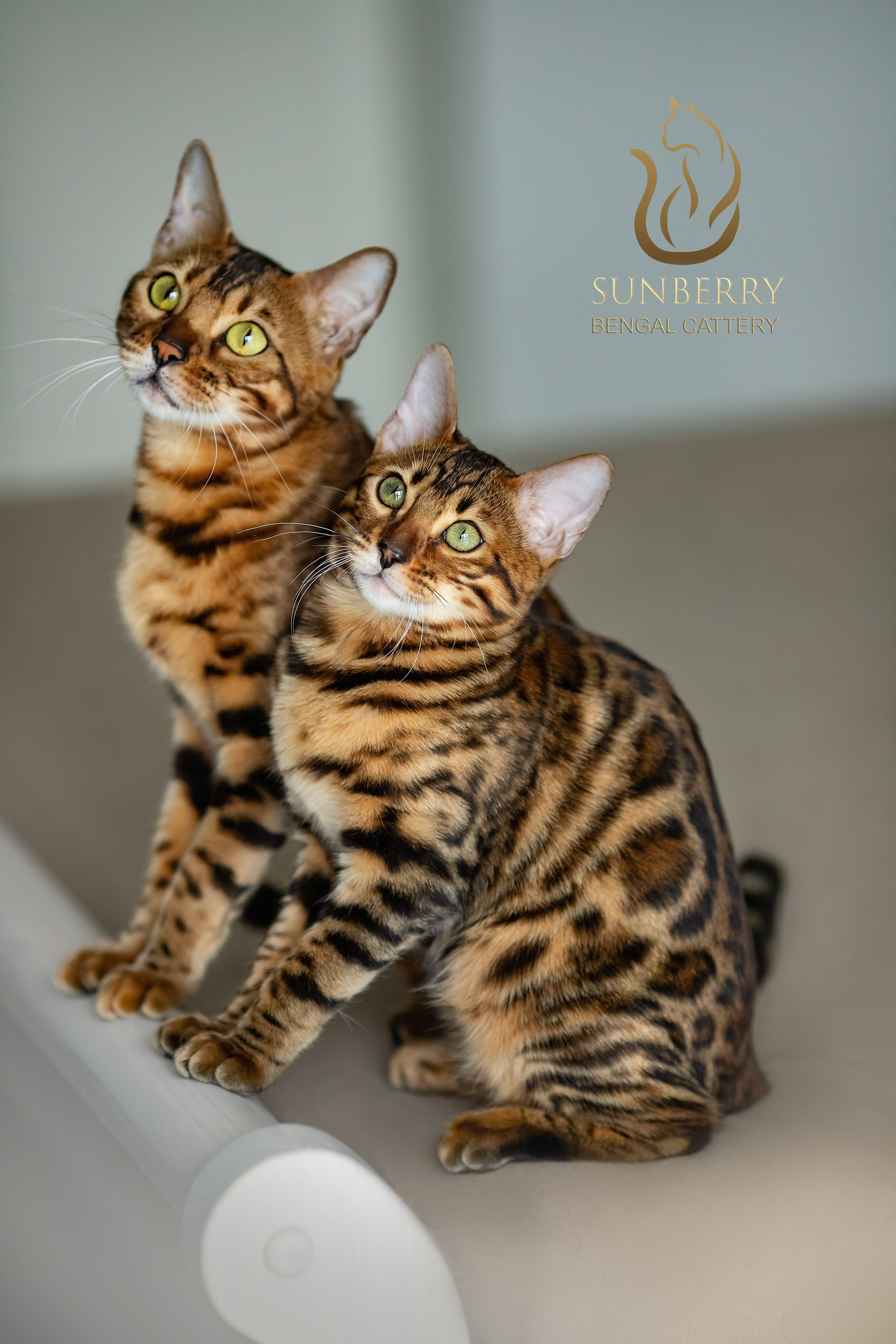 Бенгальские кошки Минск. Питомник бенгальских кошек Минск. 