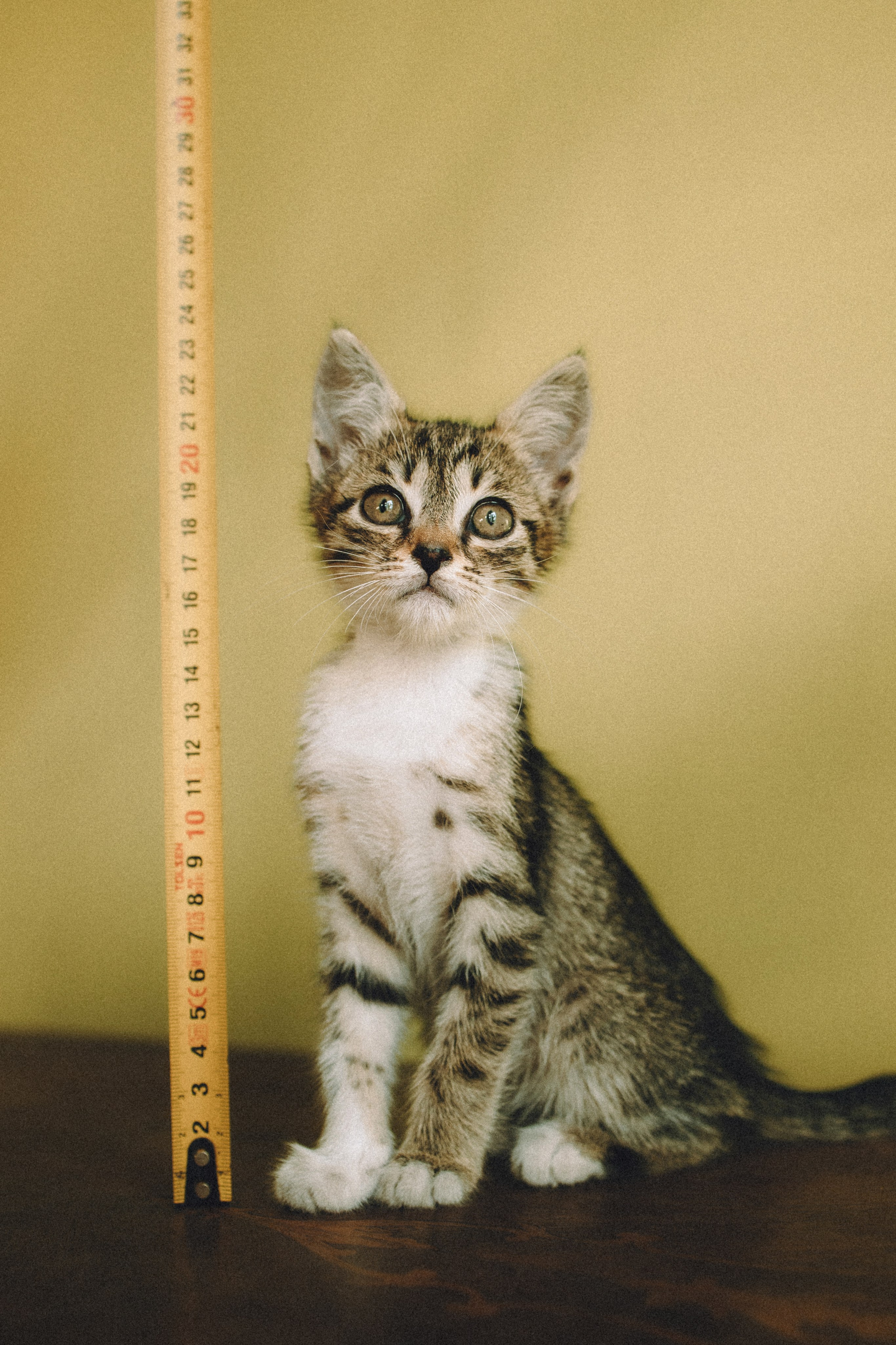 Более 30 идей для фотосессии с котенком