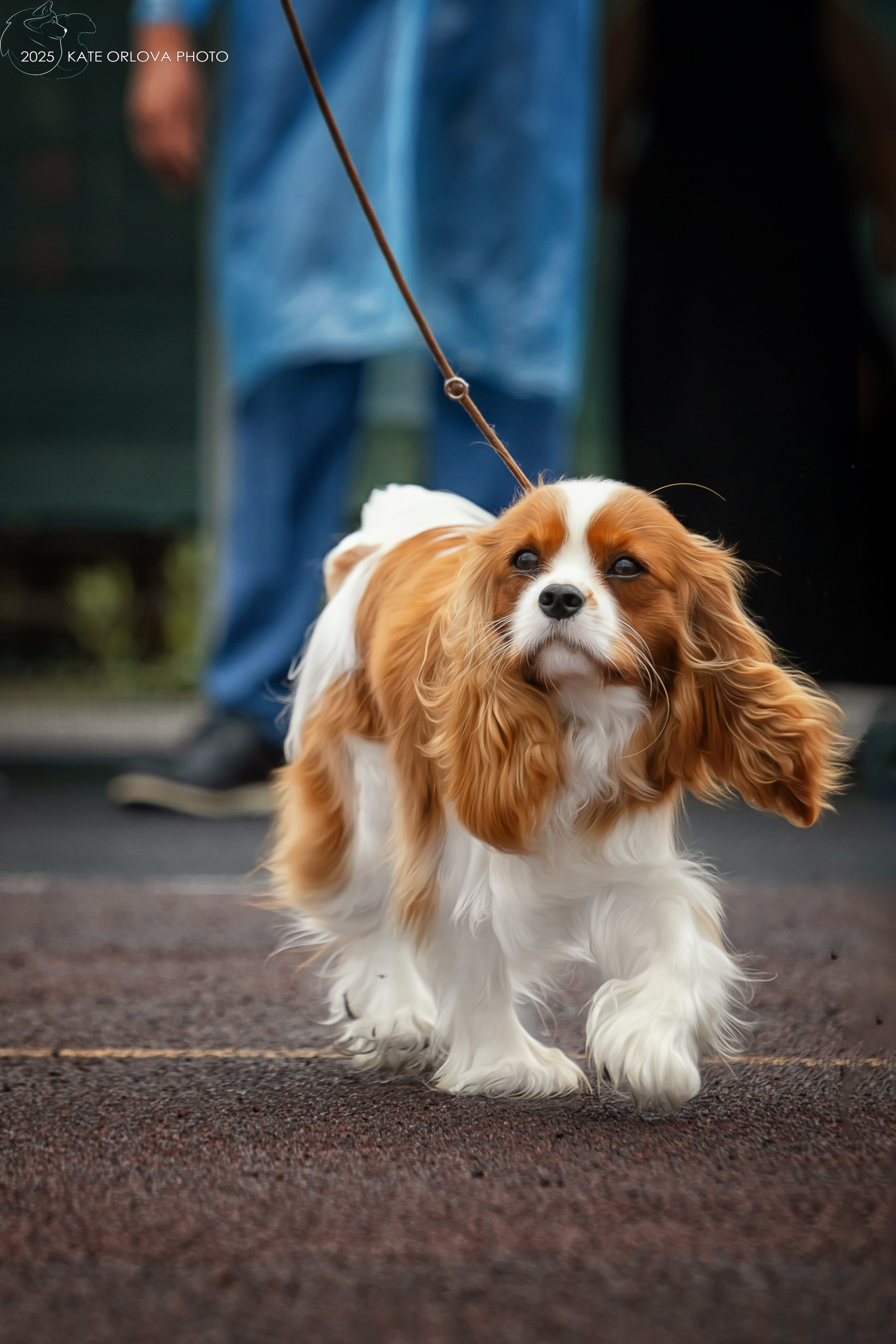 Выставки. Питомник кавалер кинг чарльз спаниелей