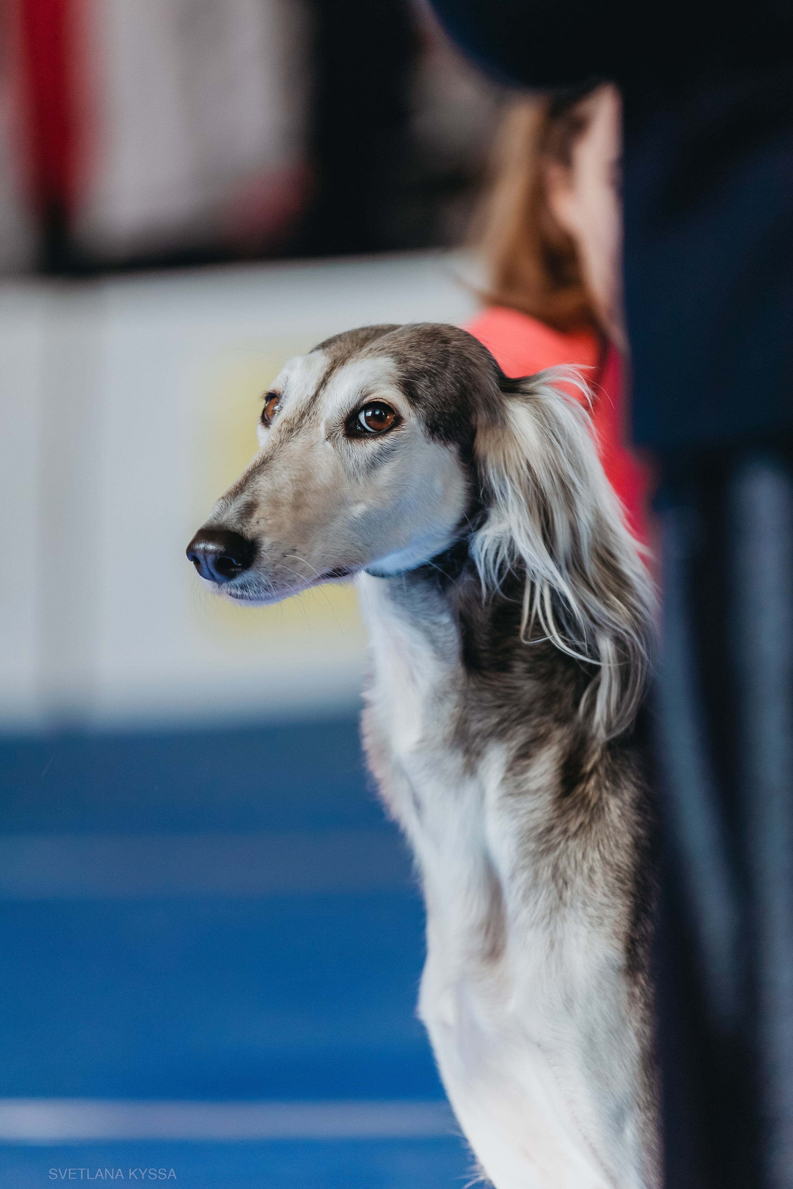 Фотограф — анималист Светлана Кысса|фотограф собак в Краснодаре и Нижнем Новгороде