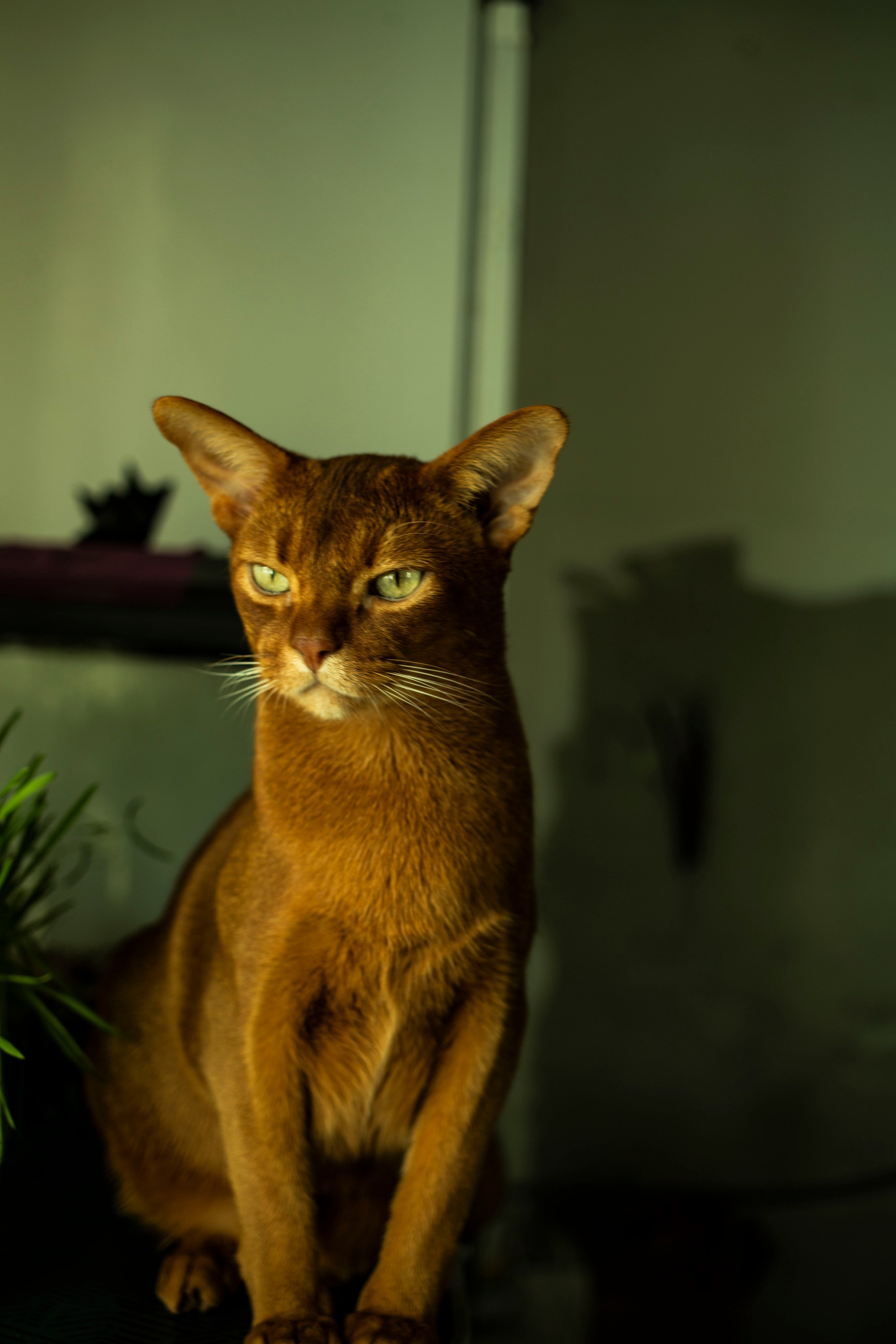 Услуги. МАГДА