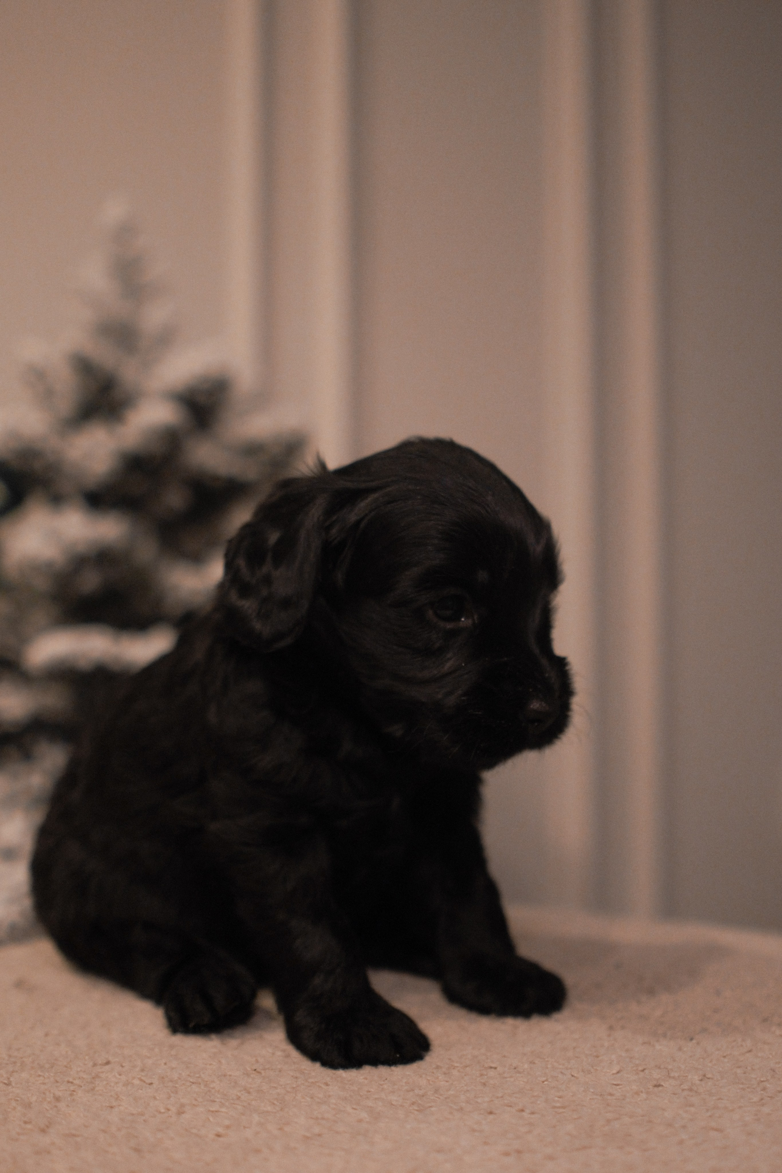 Щенки. Заводчик Labradoodle в Санкт-Петербурге — Костылева Ульяна