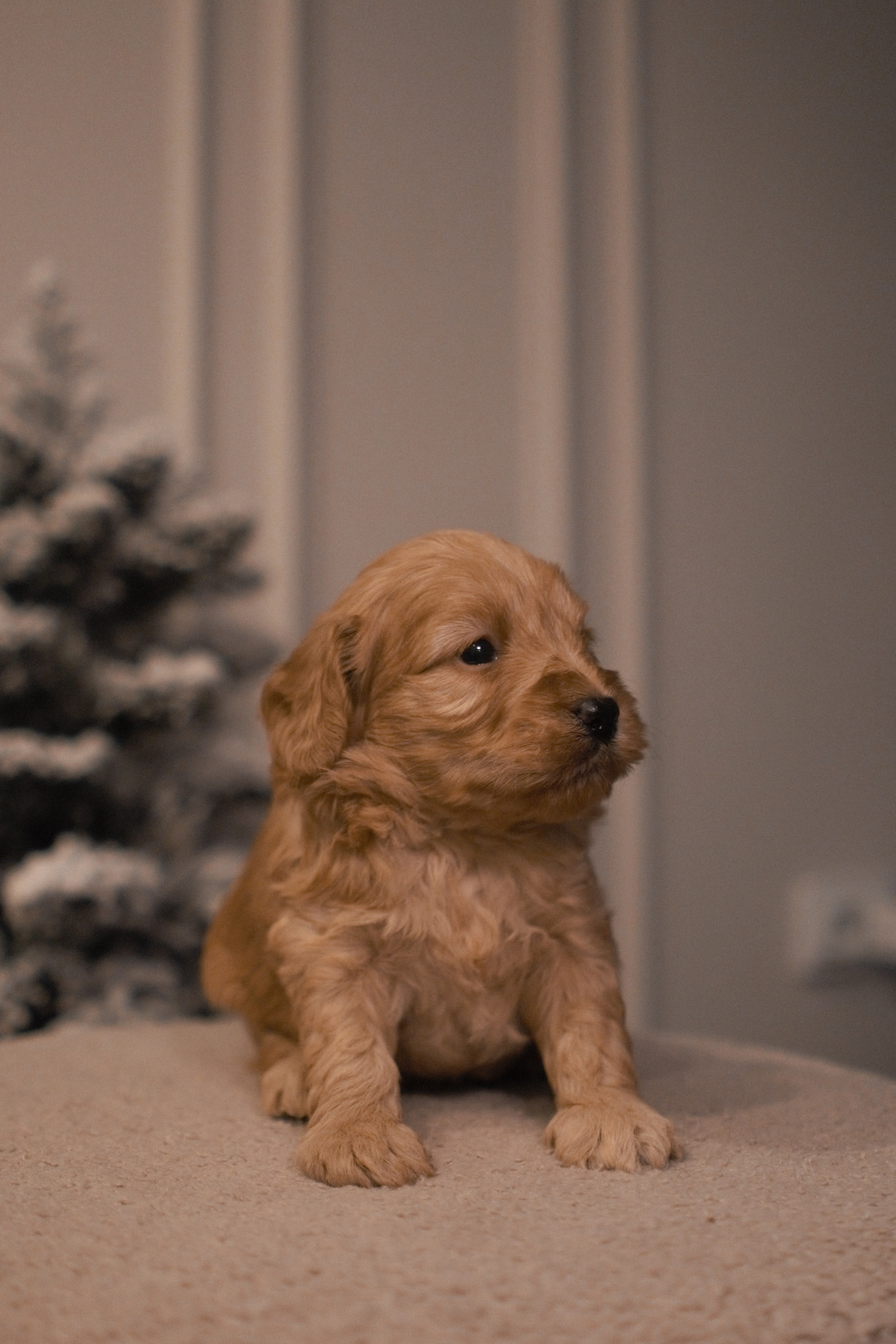 Щенки. Заводчик Labradoodle в Санкт-Петербурге — Костылева Ульяна