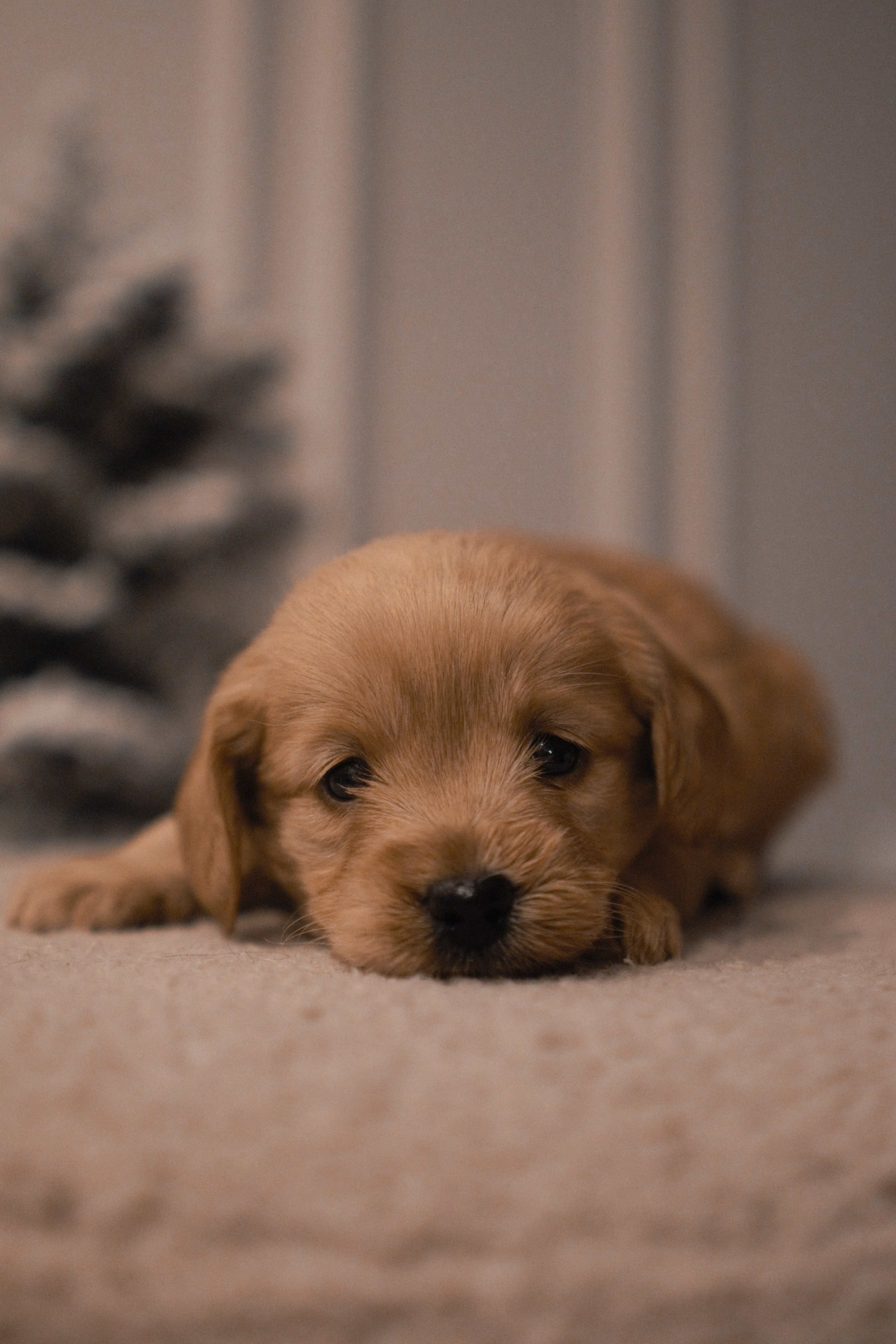 Щенки. Заводчик Labradoodle в Санкт-Петербурге — Костылева Ульяна