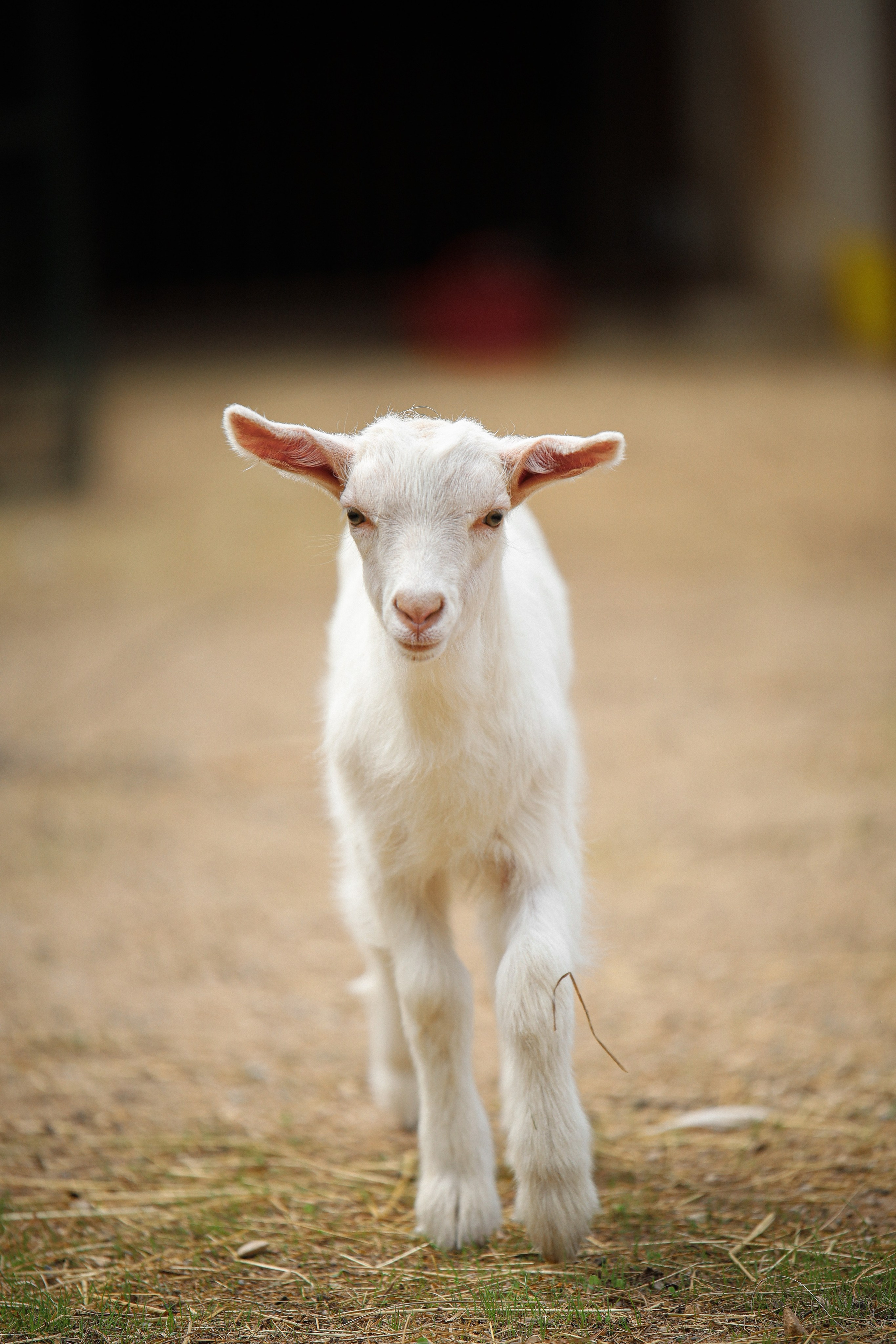 Стоимость. Фотограф в Москве Бастракова Юлия