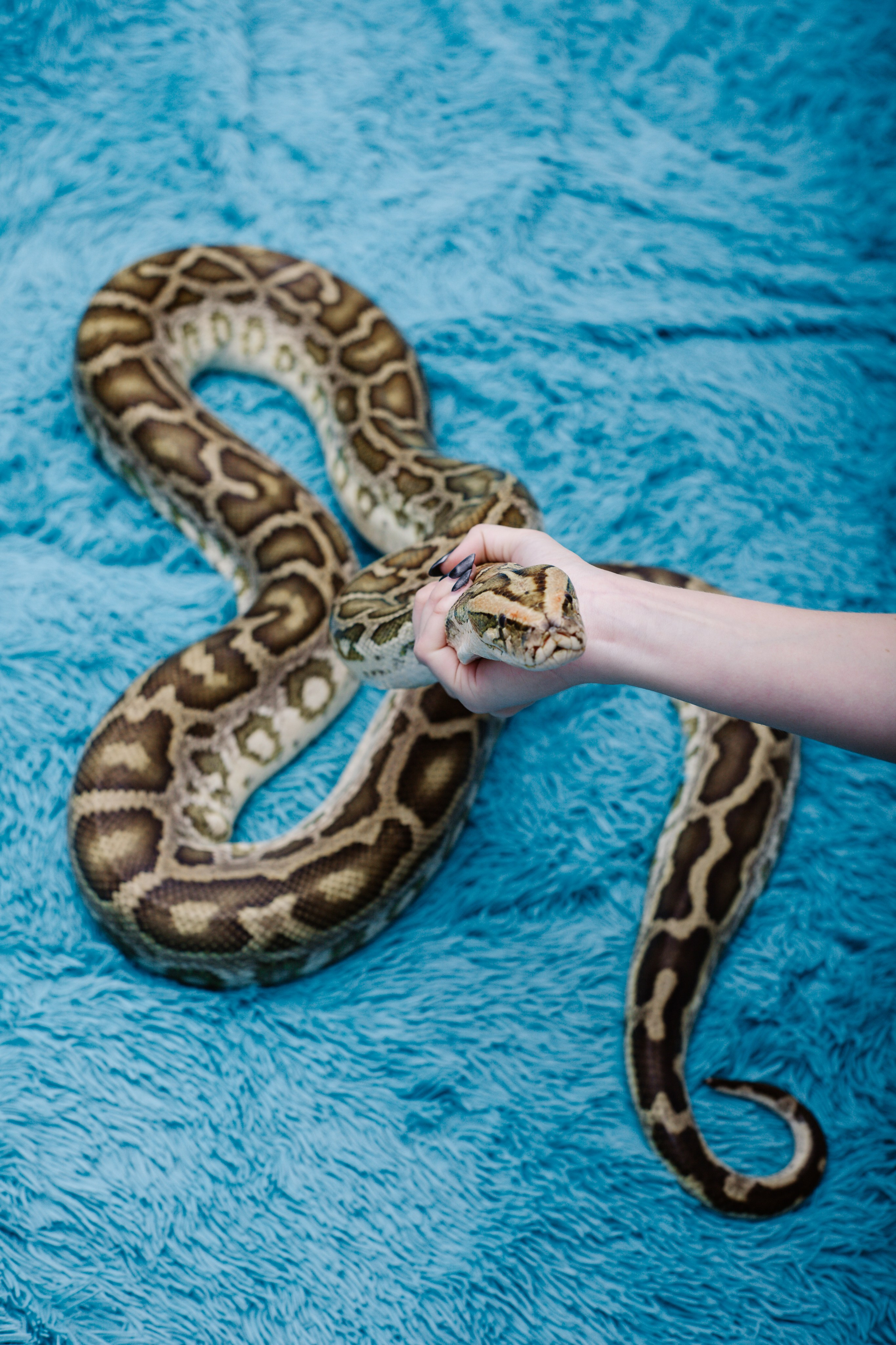 Модели змей. Фотограф Алёна Сергеевна Aloha_chë