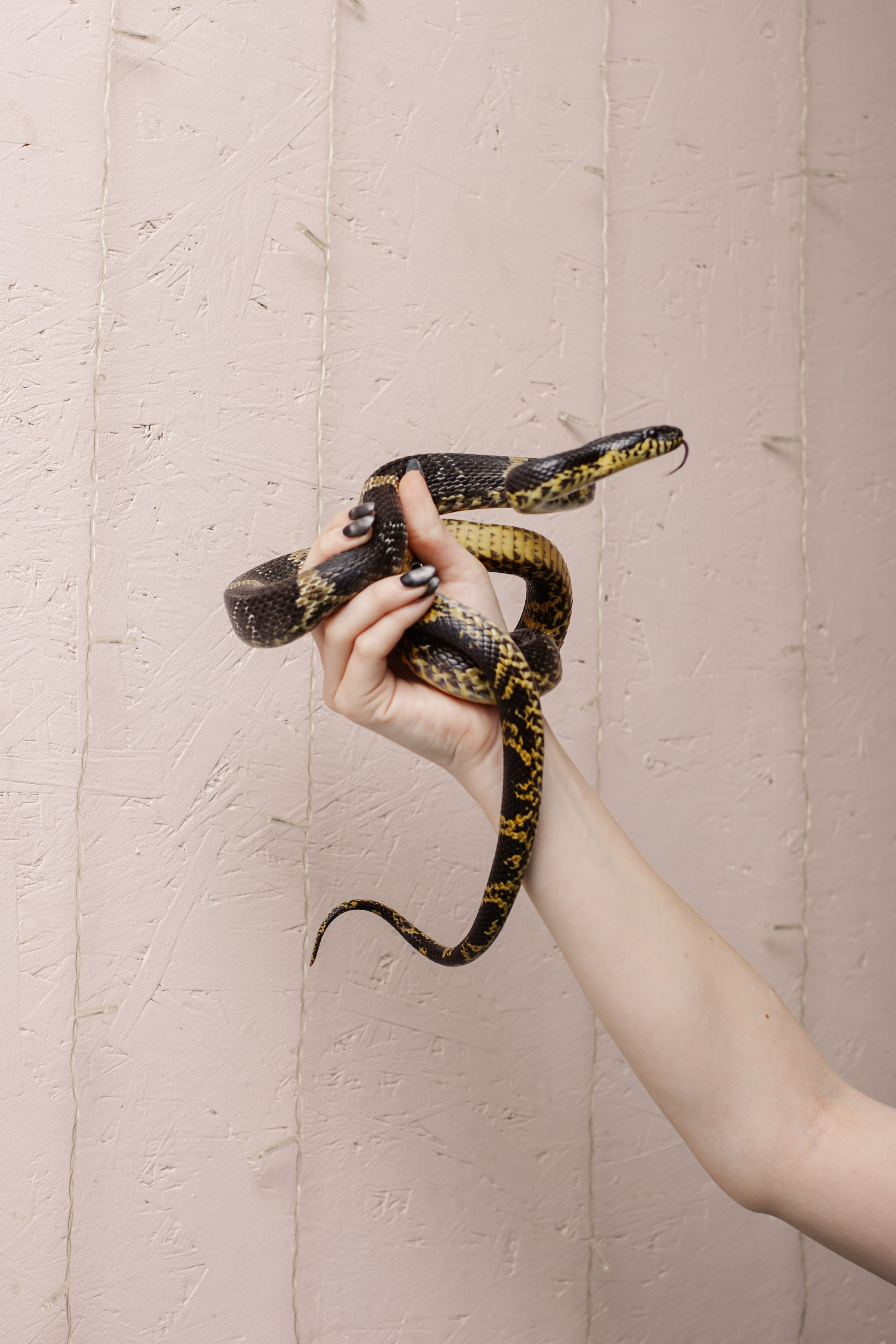 Модели змей. Фотограф Алёна Сергеевна Aloha_chë