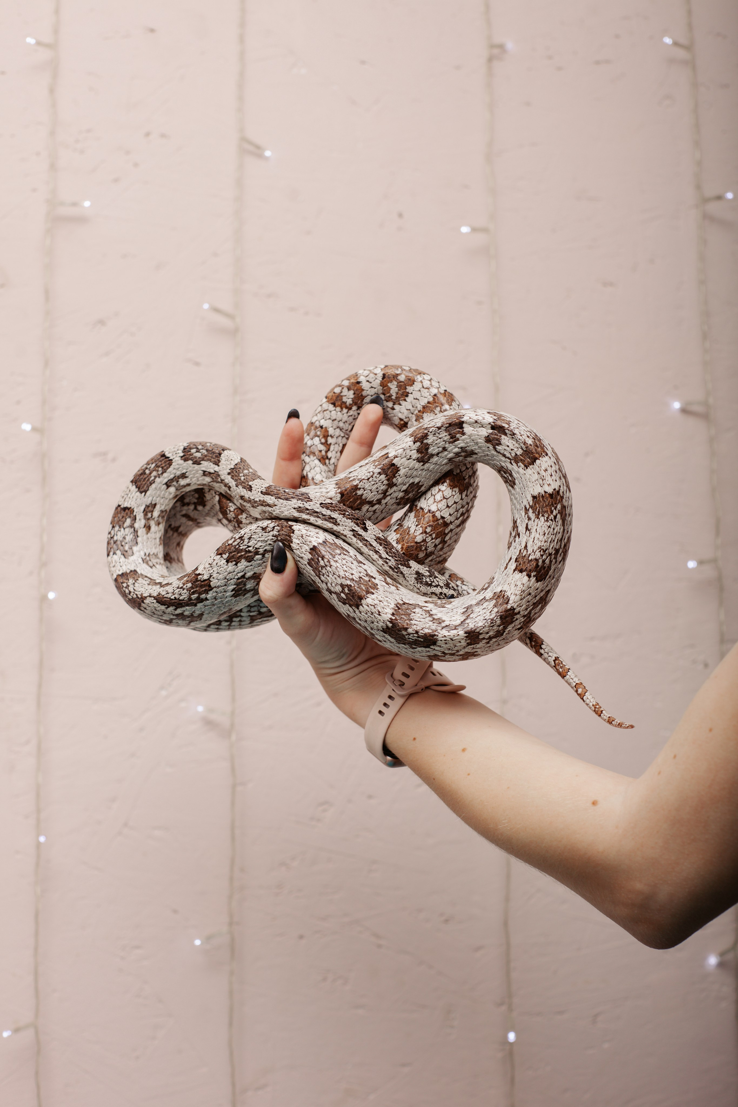 Модели змей. Фотограф Алёна Сергеевна Aloha_chë