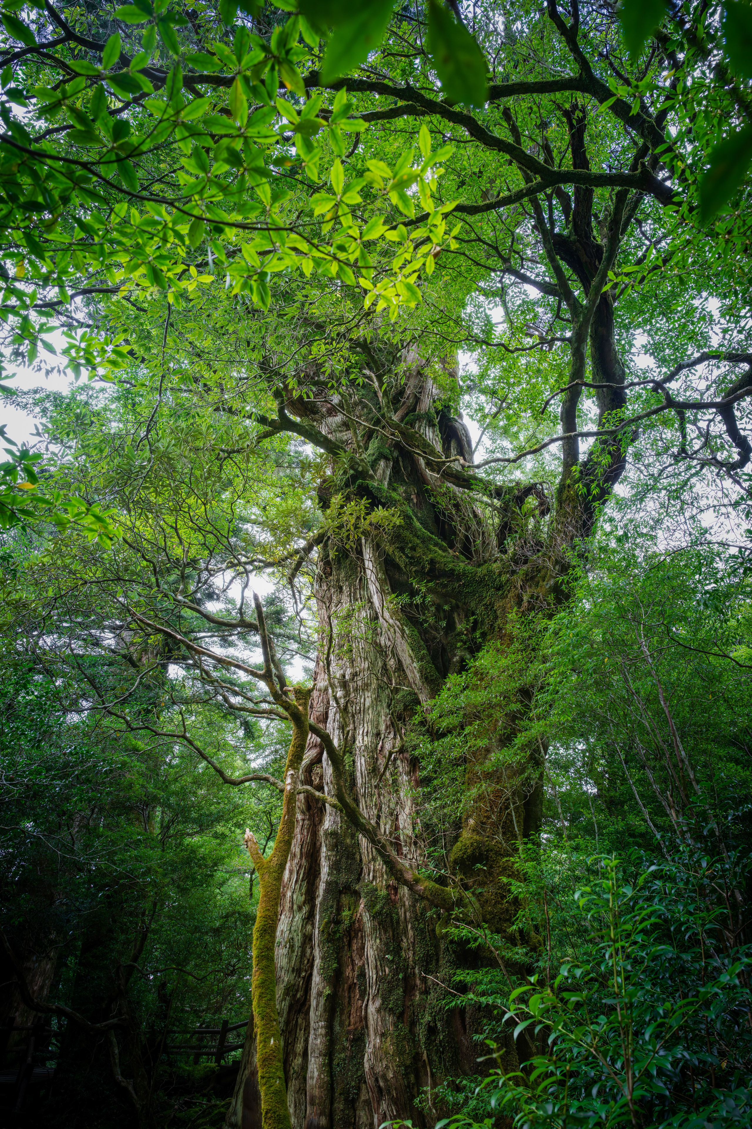 Yakushima, Якусима, 屋久島, Japan island, Japanese nature, UNESCO World Heritage, Kyushu island, Kagoshima prefecture, subtropical island, Yakushima island Japan, travel Japan, nature Japan, Yakushima forest, Yakusugi, cedar forest, ancient cedar, moss forest, Shiratani Unsuikyo, mystical forest, rain forest Japan, subtropical forest, green nature, hiking Yakushima, Yakushima travel, Japan hidden gem, off the beaten path Japan, island adventure, Japanese countryside, nature lovers, Japan photography, travel photography, landscape photography