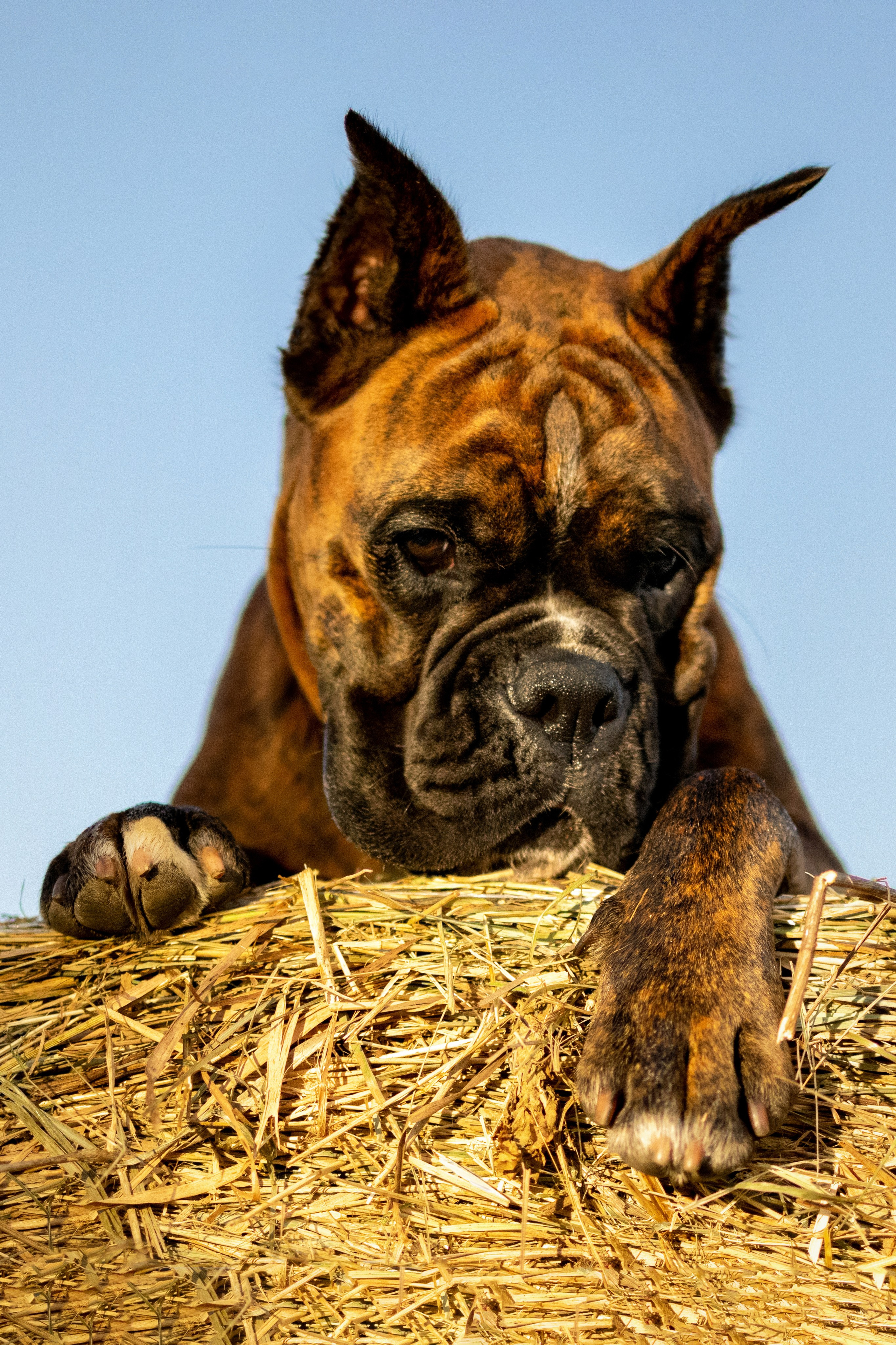 Услуги. Фотограф — анималист в Москве и области Ольга Петракова