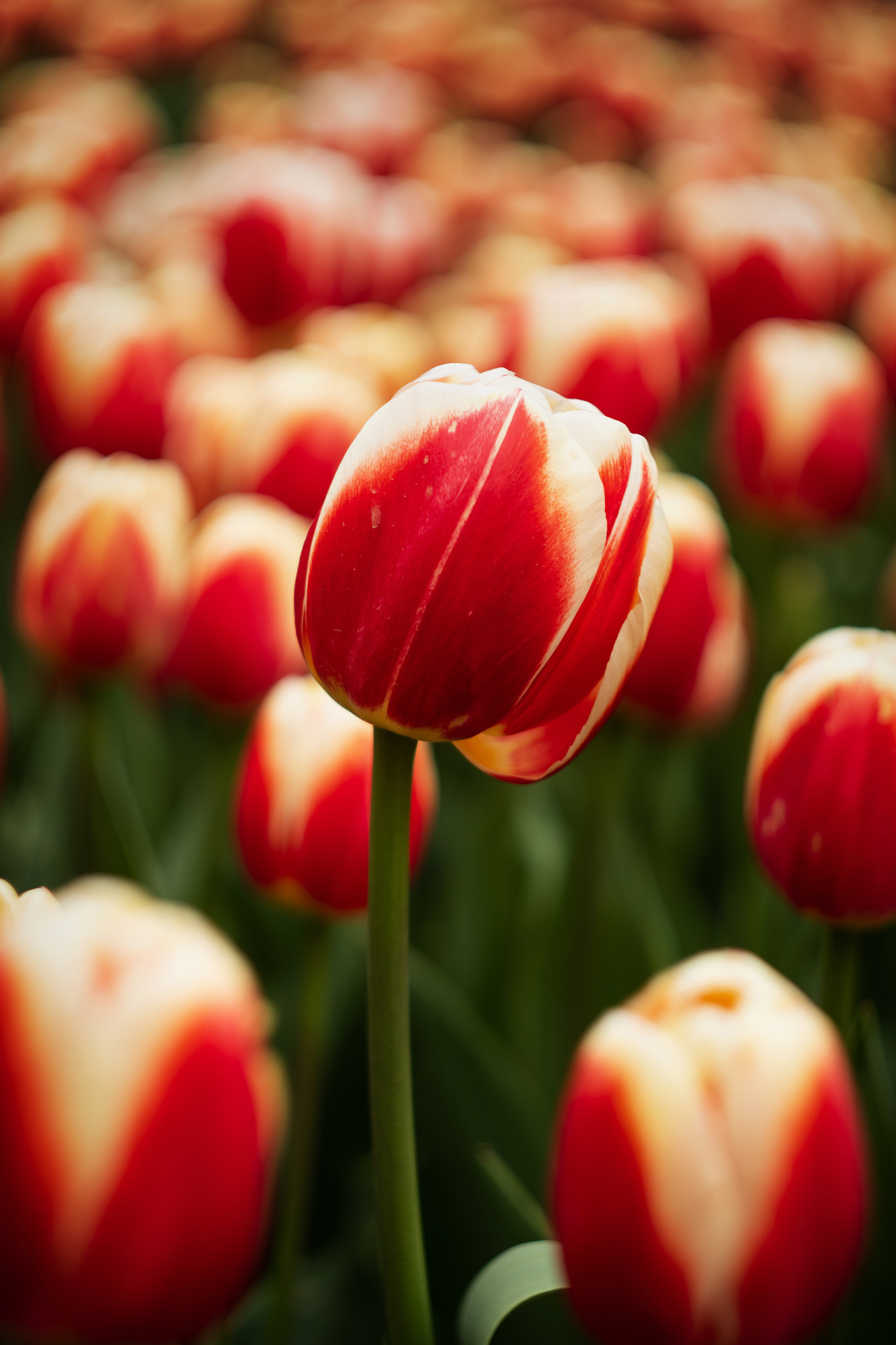 фотограф Севастополь, фотограф в Севастополе, фотопрогулка Севастополь, фотопрогулка в Севастополе, цветущий Севастополь, фотокартины Севастополь, тюльпаны, Приморский бульвар, Севастополь, отдых в Севастополе, куда пойти в Севастополе, отдых в Крыиу, Крым, куда поехать в Крыму