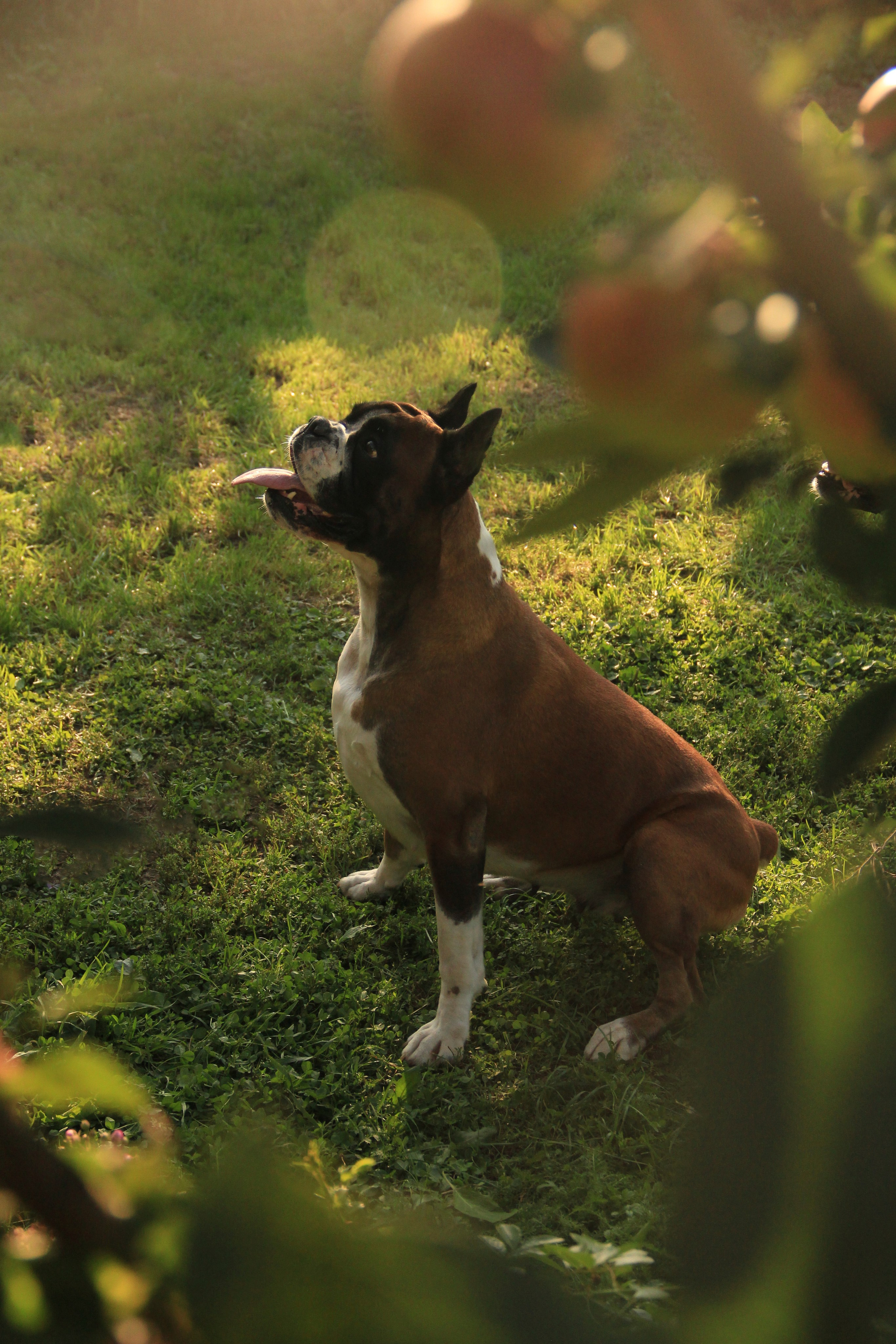 Услуги. Фотограф — анималист в Москве и области Ольга Петракова