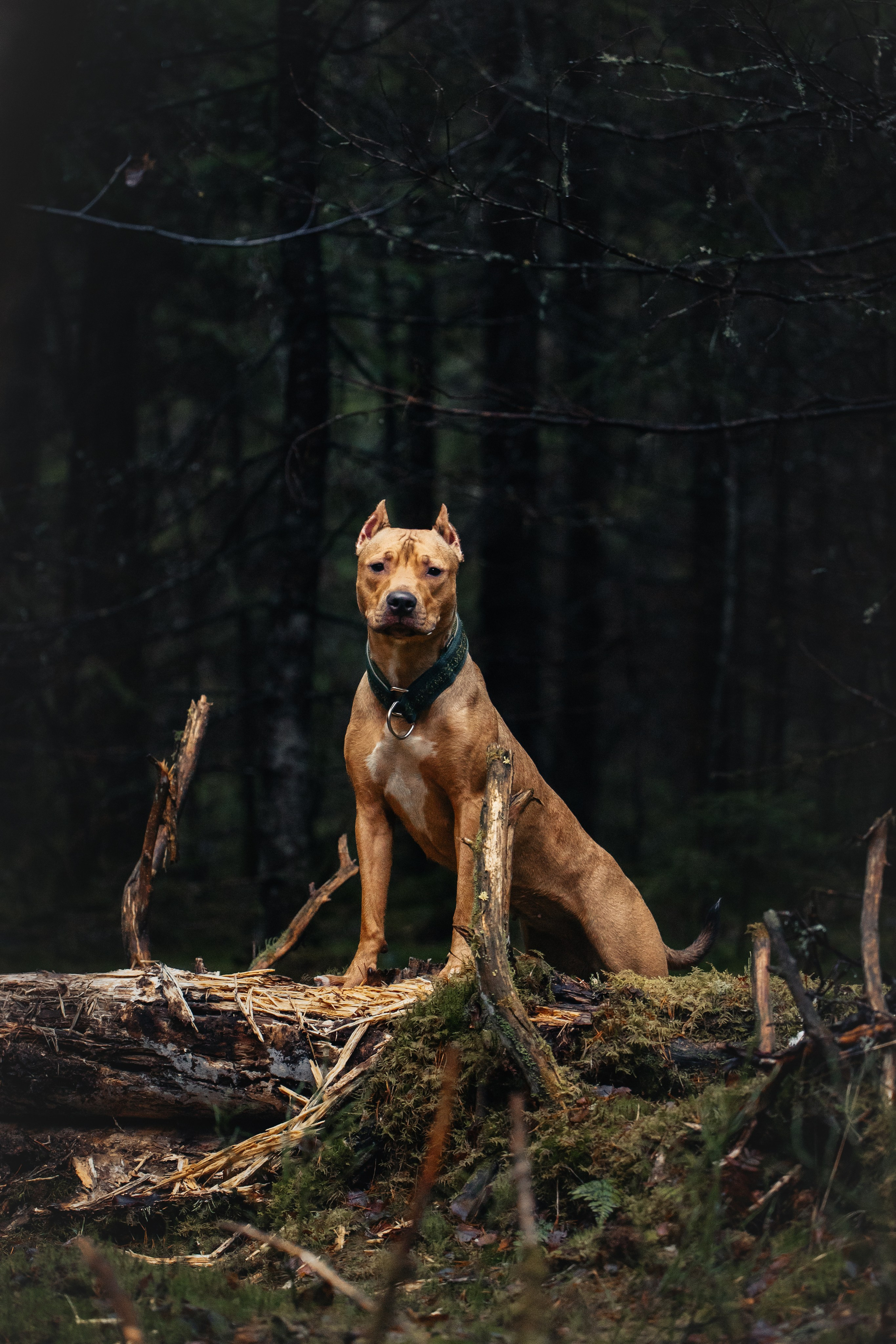 Услуги. Фотограф для людей и их питомцев Вика Шальнева