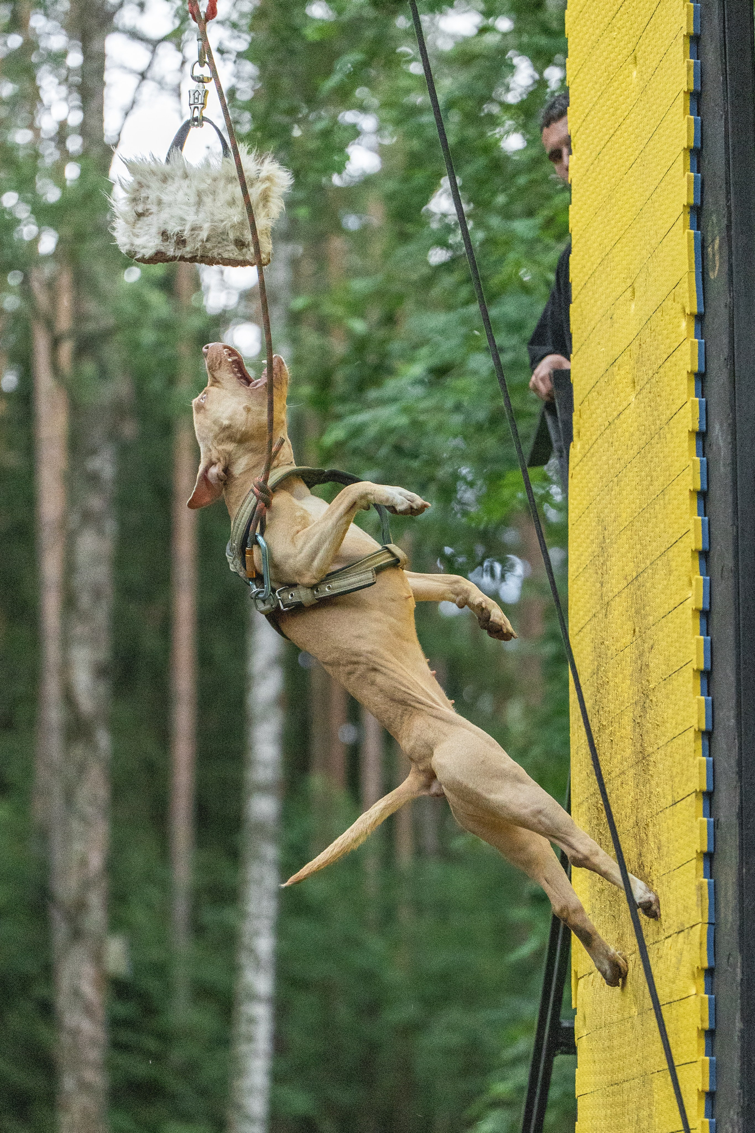 Услуги. Фотограф для людей и их питомцев Вика Шальнева