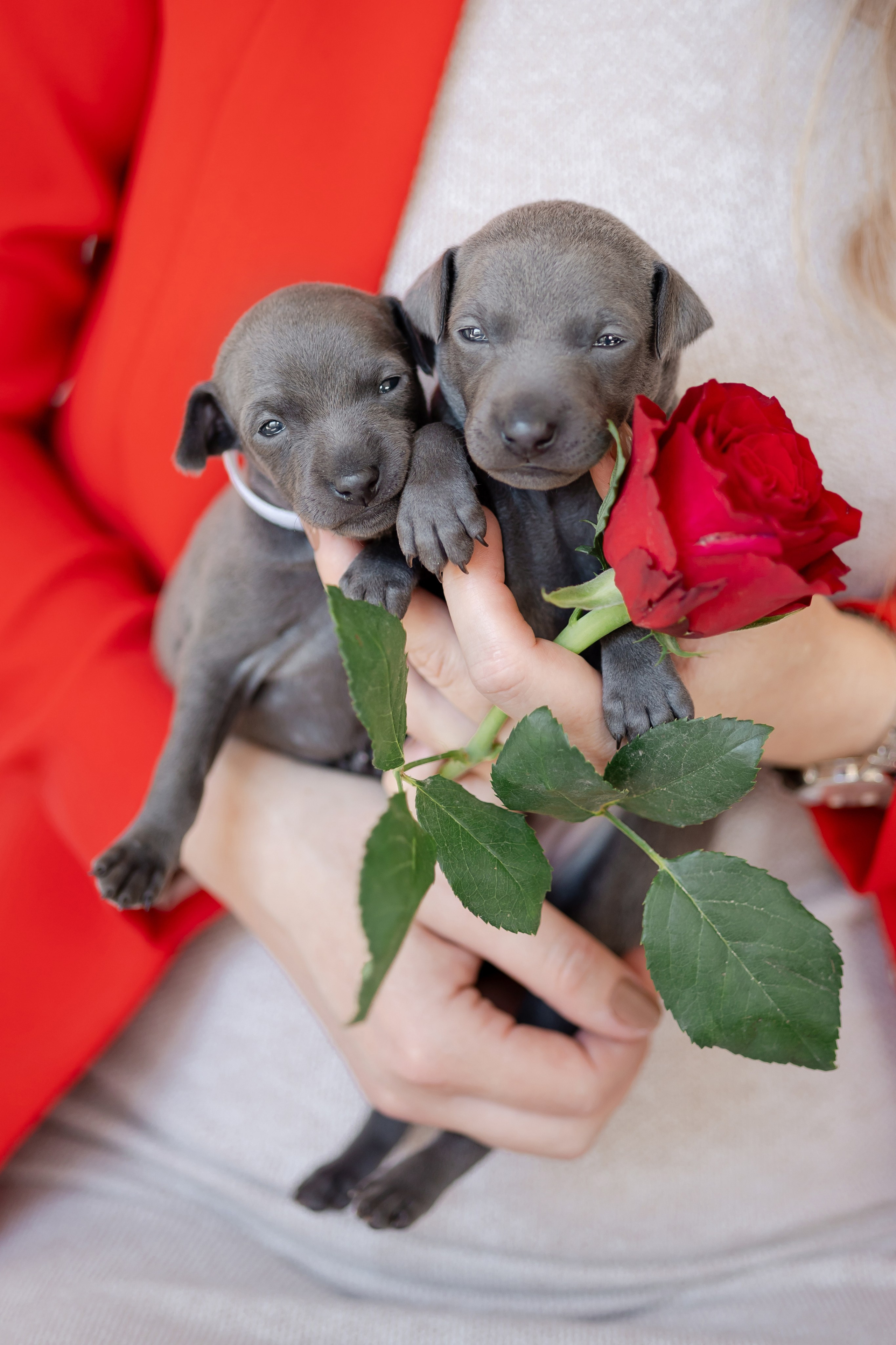 Как купить щенка левретки. Профессиональный питомник левреток РКФ/FCI ASTI SAPPHIRE 💎 Сочи|Санкт-Петербург