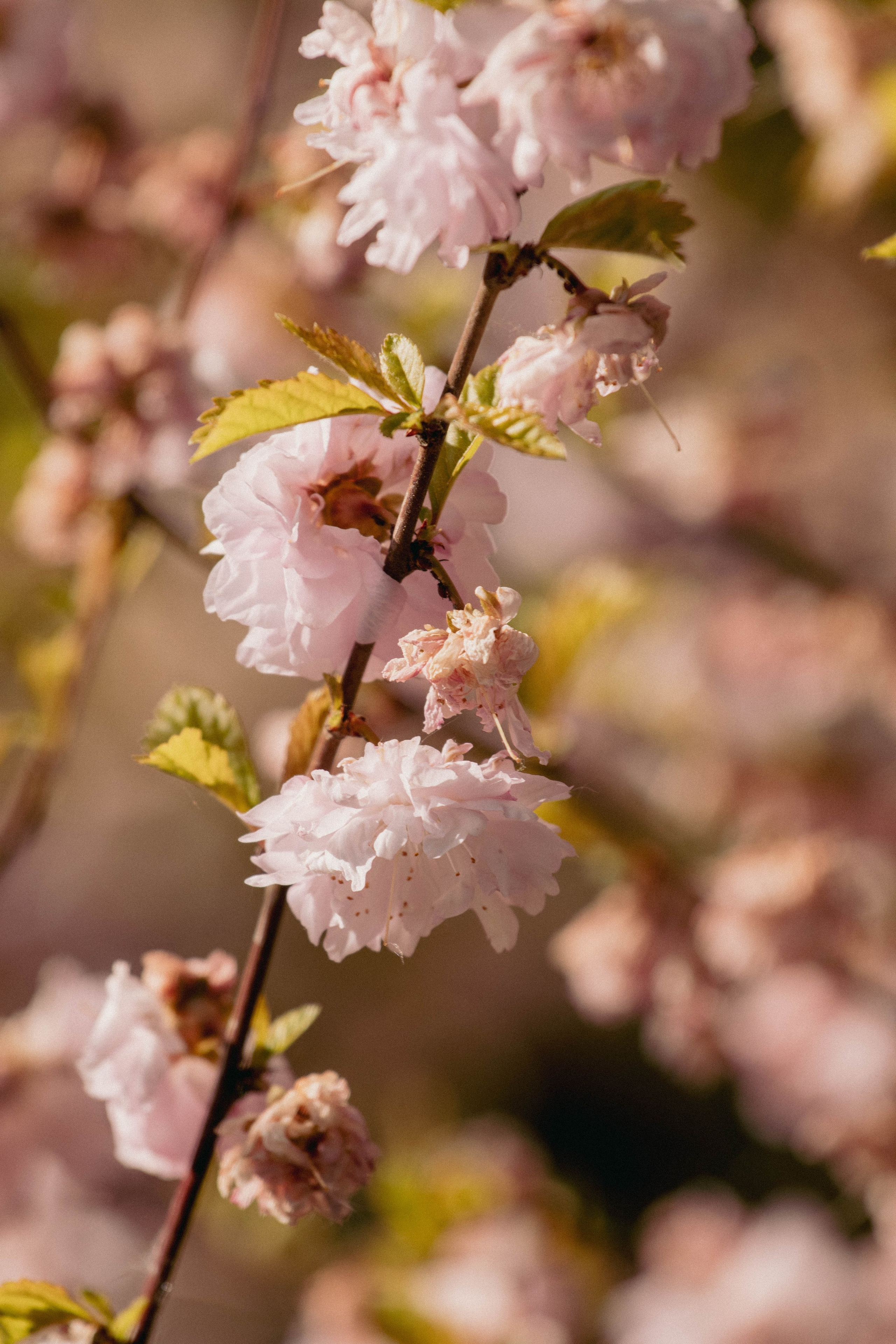 Музей-заповедник В. Д. Поленова. Концертный фотограф