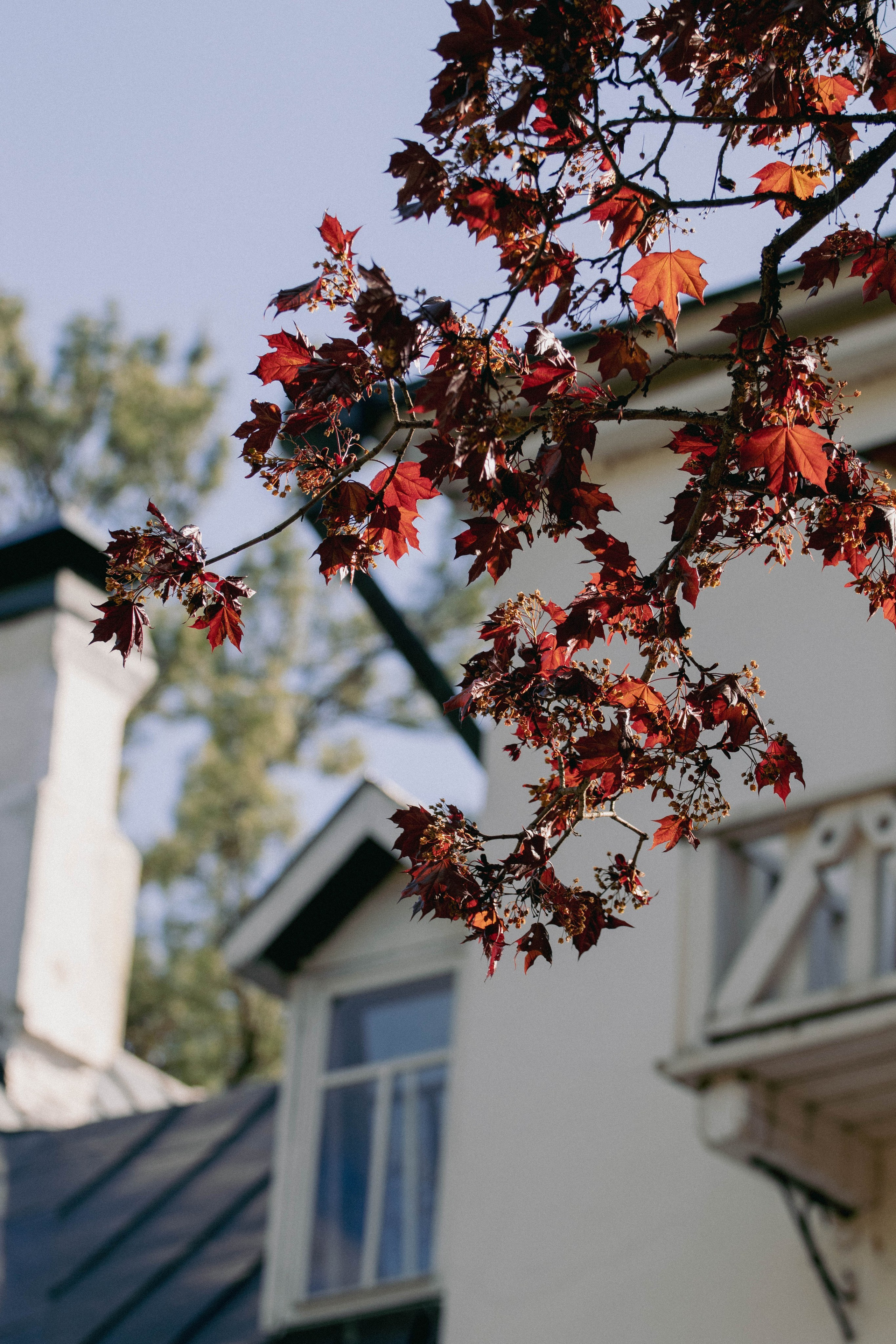 Музей-заповедник В. Д. Поленова. Концертный фотограф
