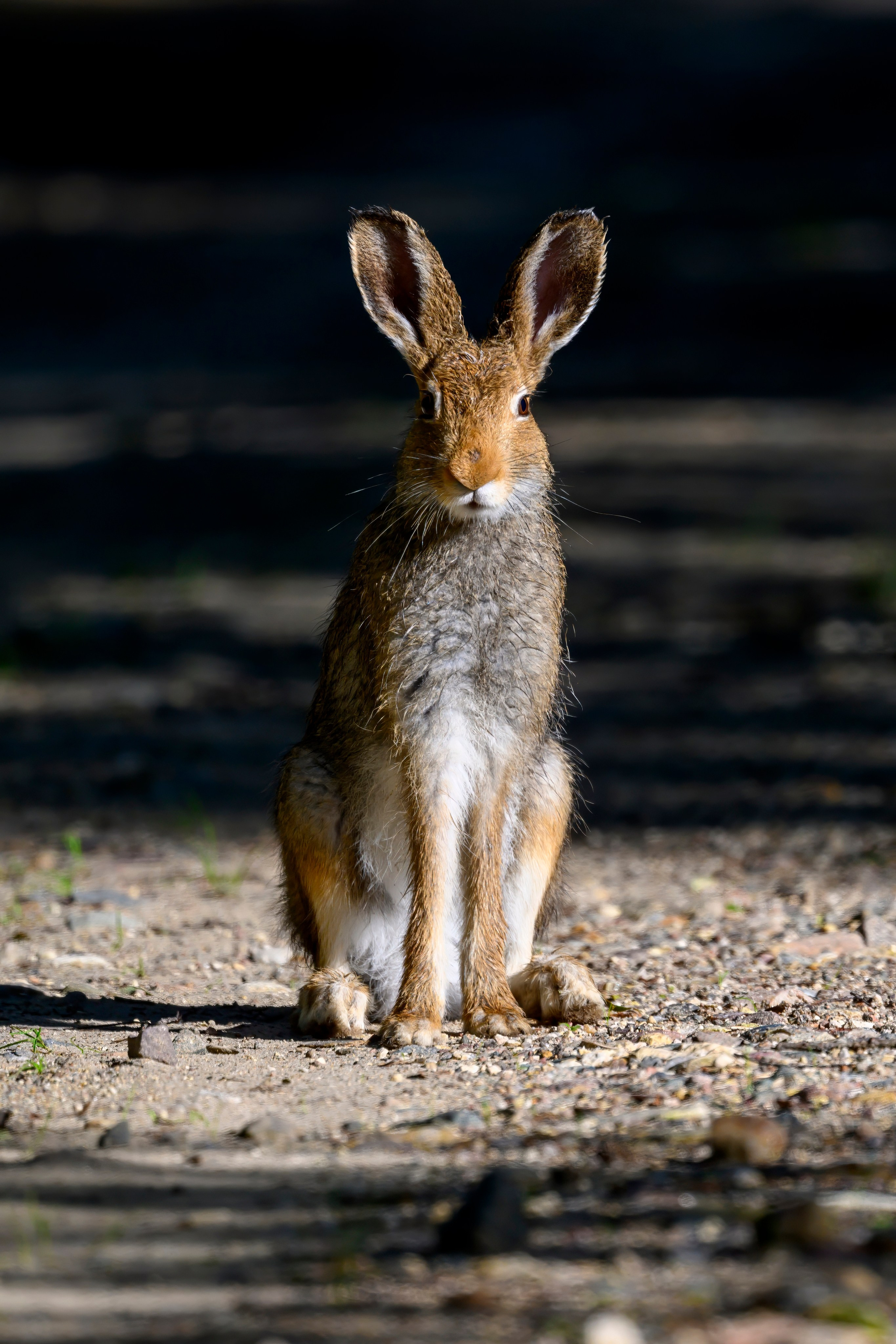 Совы и заяц. Wildlife photography by Sergey Puponin