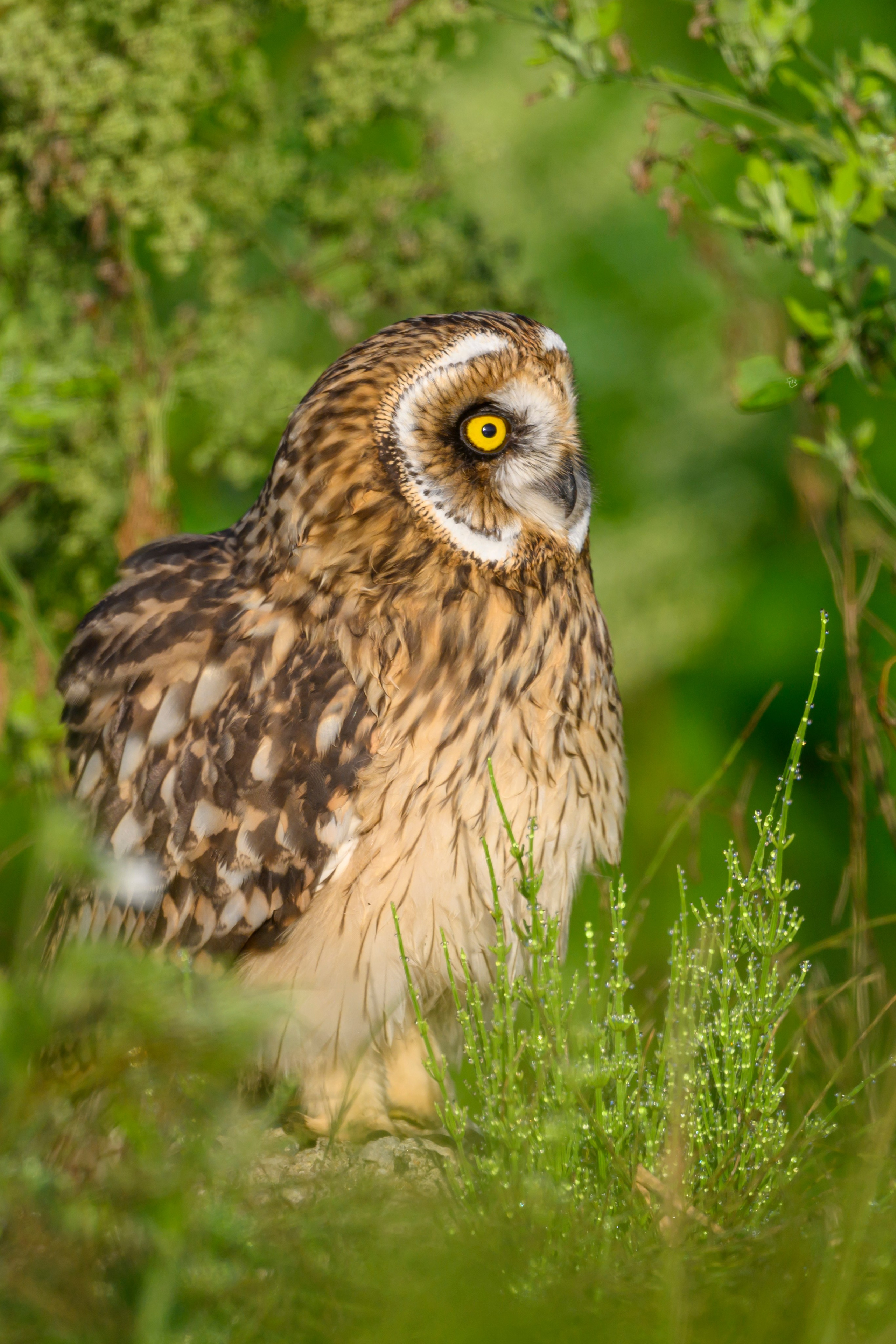 Совята. The owlets. Фотограф Сергей Пупонин