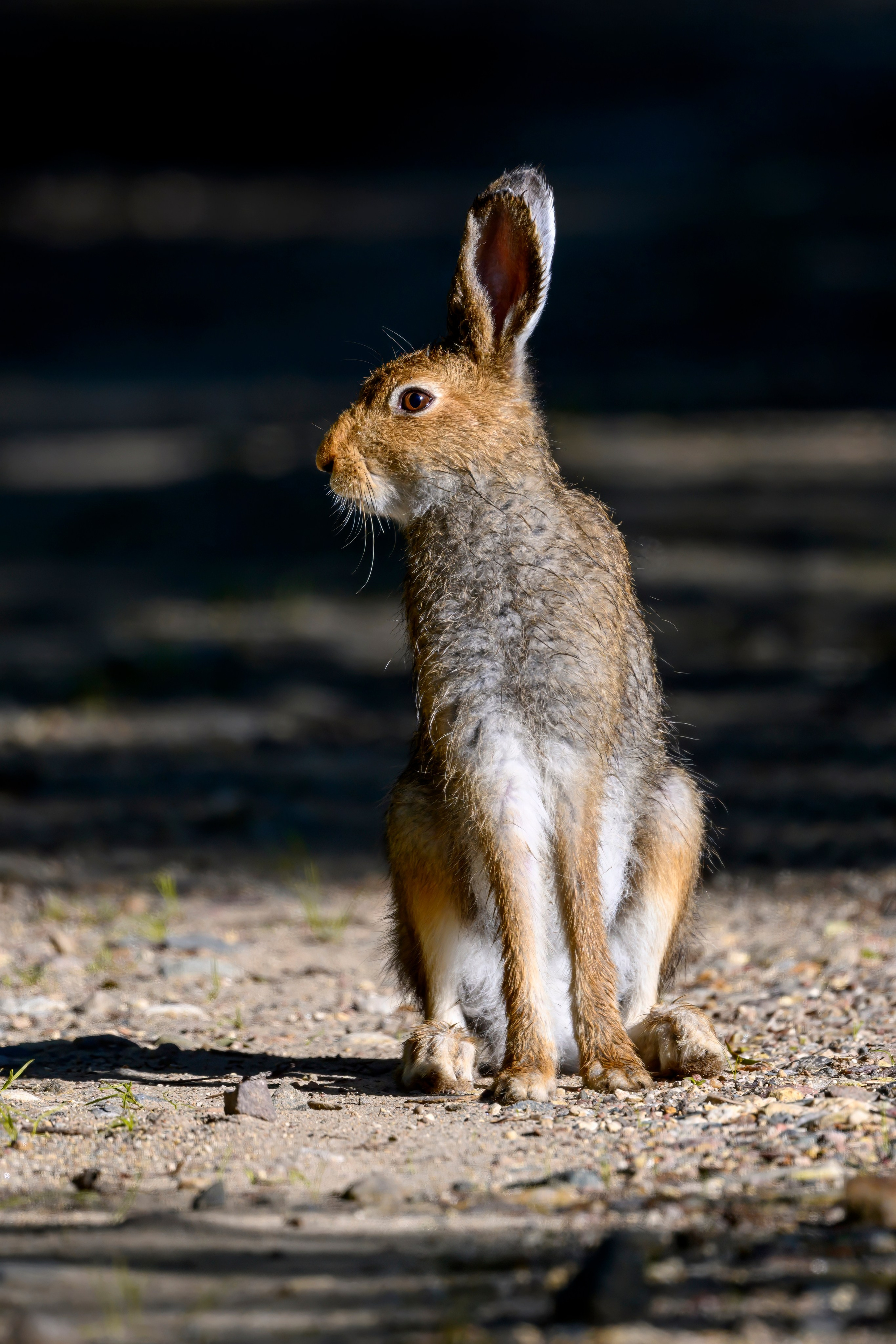 Совы и заяц. Wildlife photography by Sergey Puponin