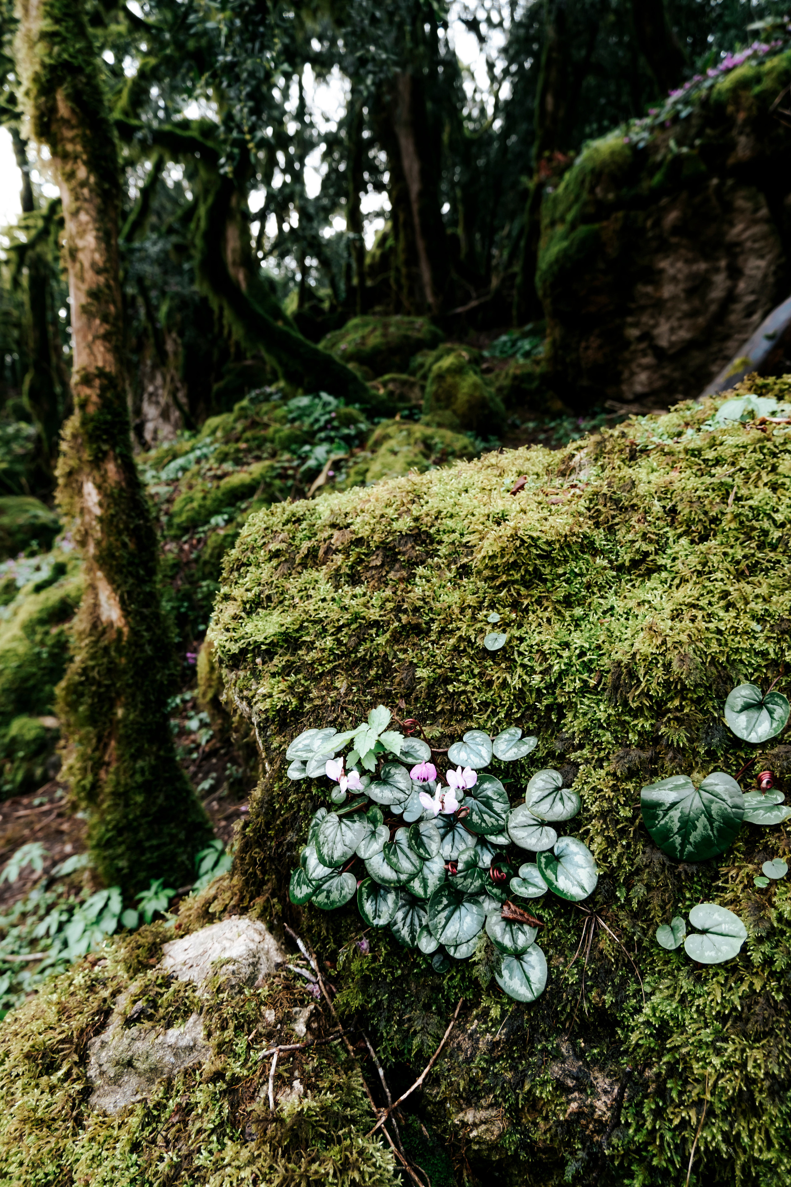 Абхазия (март 2021)