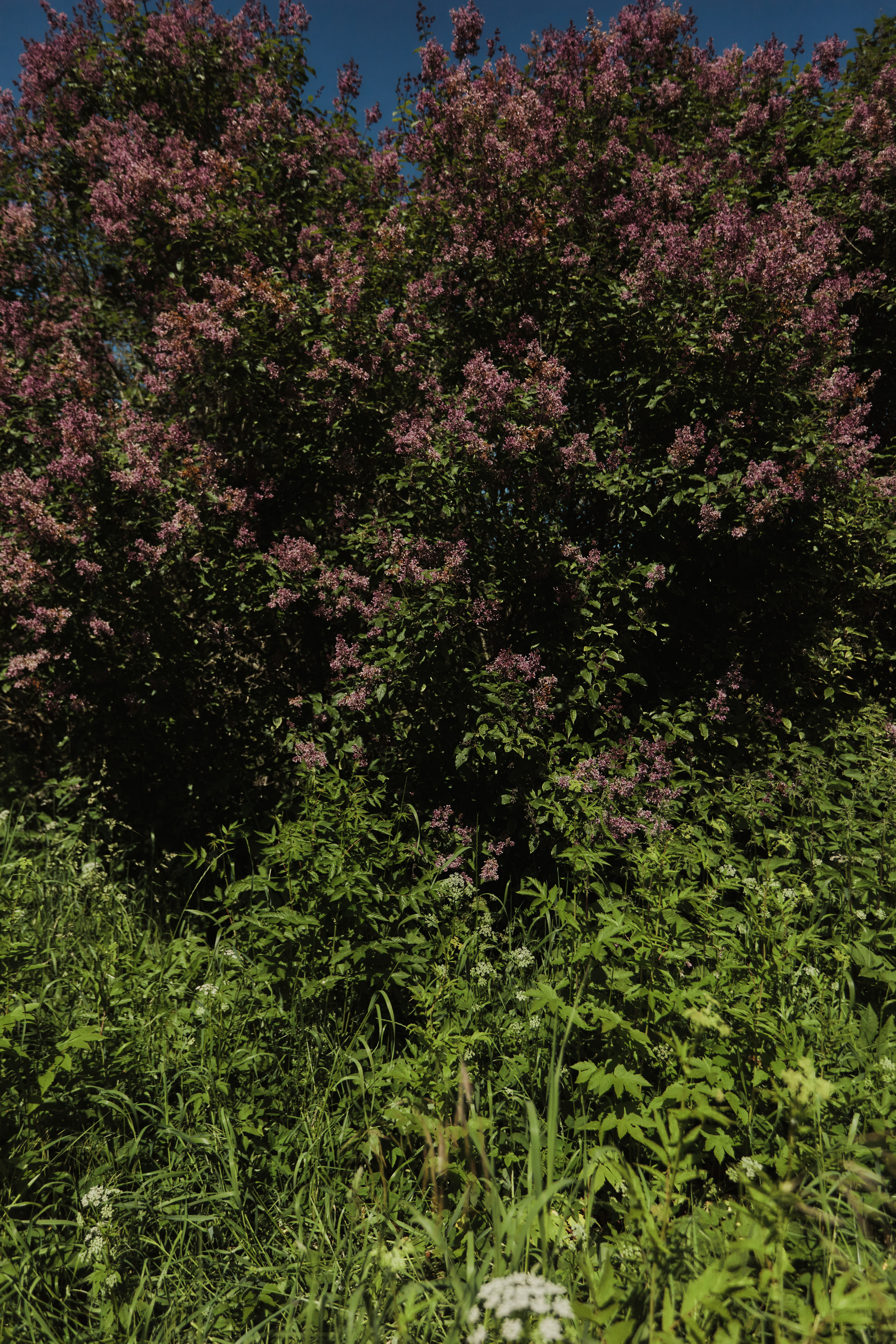 Портретная съёмка СИНИОКО в Павловске с Надеждой из ARLETTE MANAGEMENT. Одежда из Санкт-Петербурга СИНИОКО