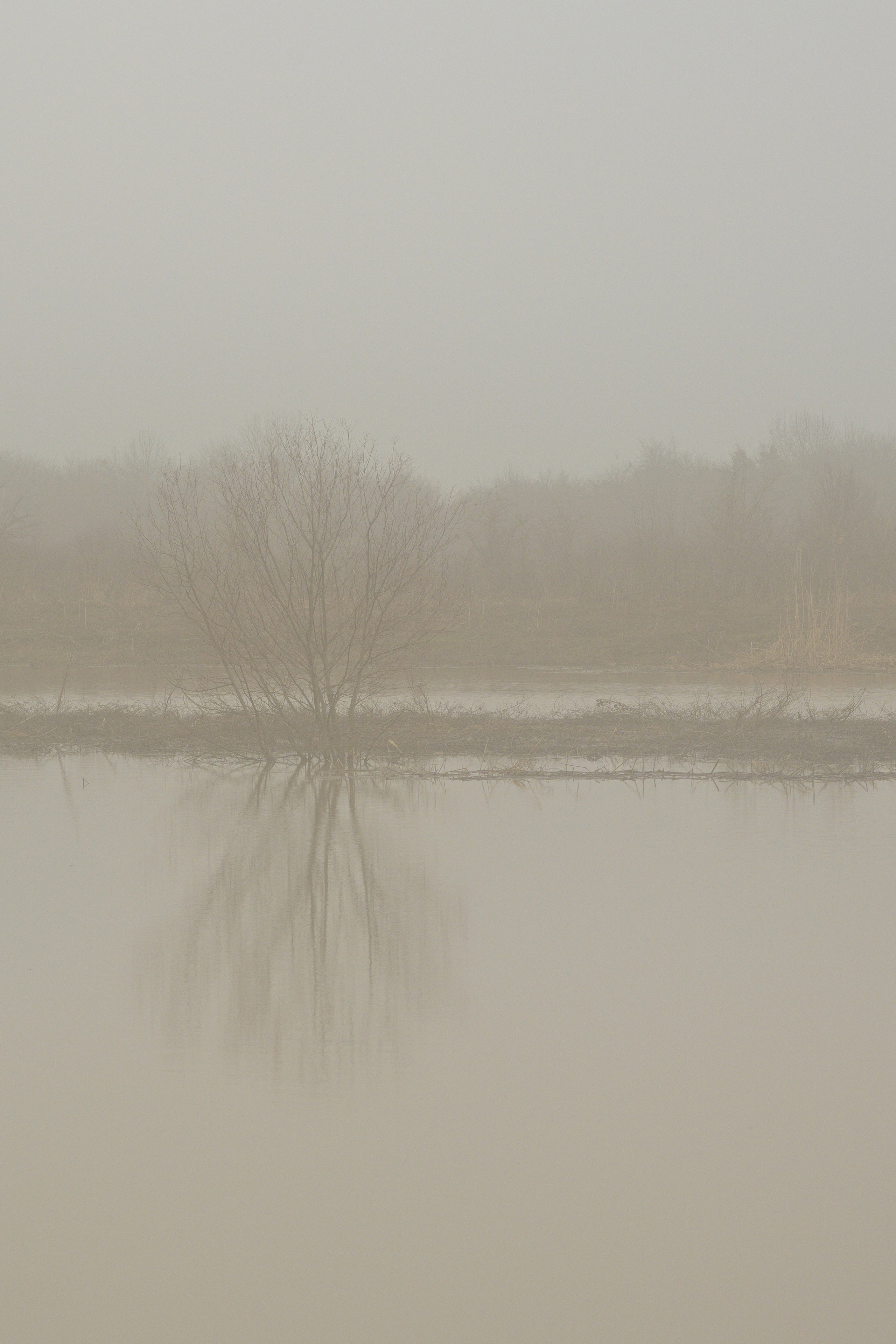 Туманное утро