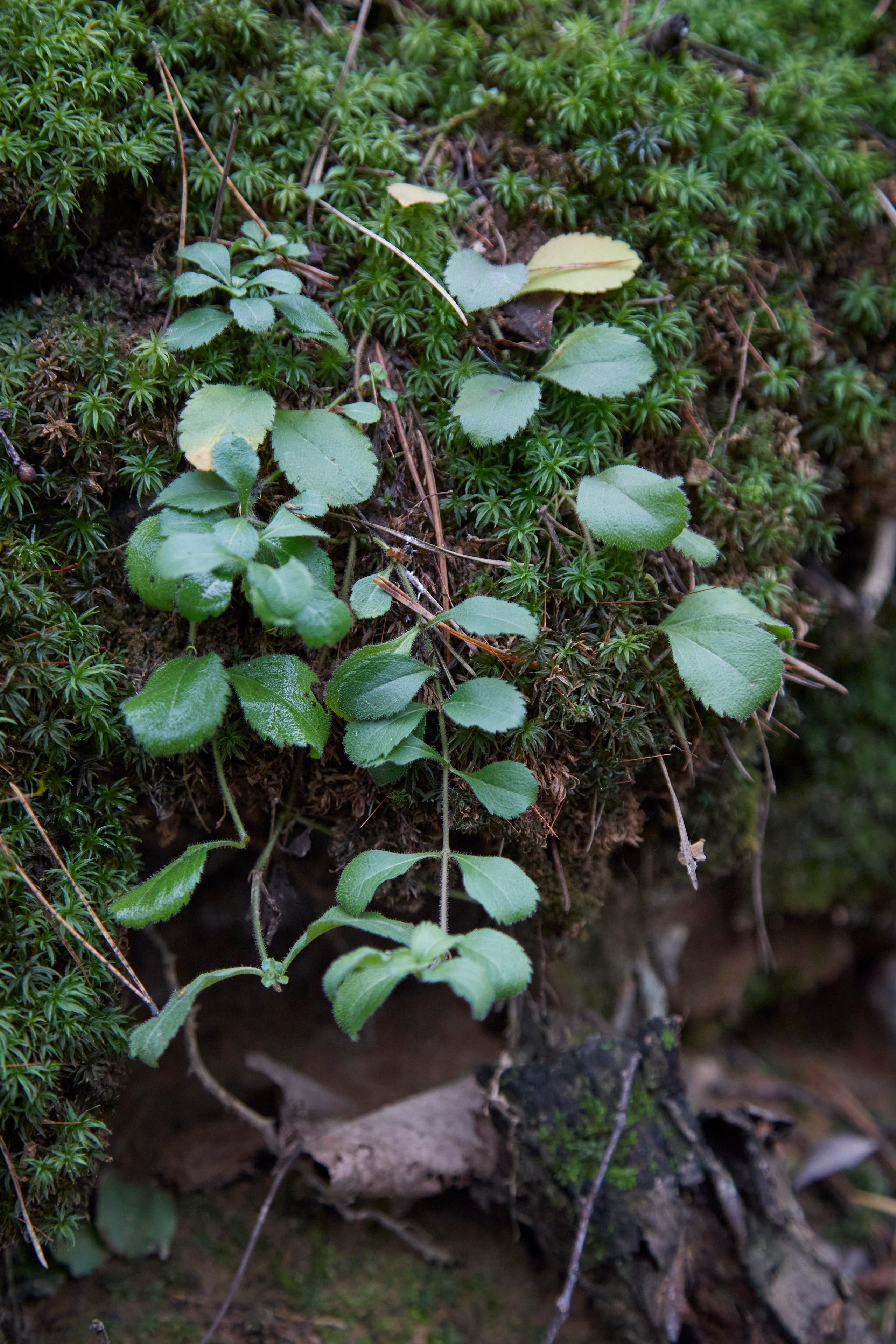 Люблю брать с собой фотоаппарат на прогулки в лесу или на природе. Осенью особое настроение в природе...ну вы знаете.