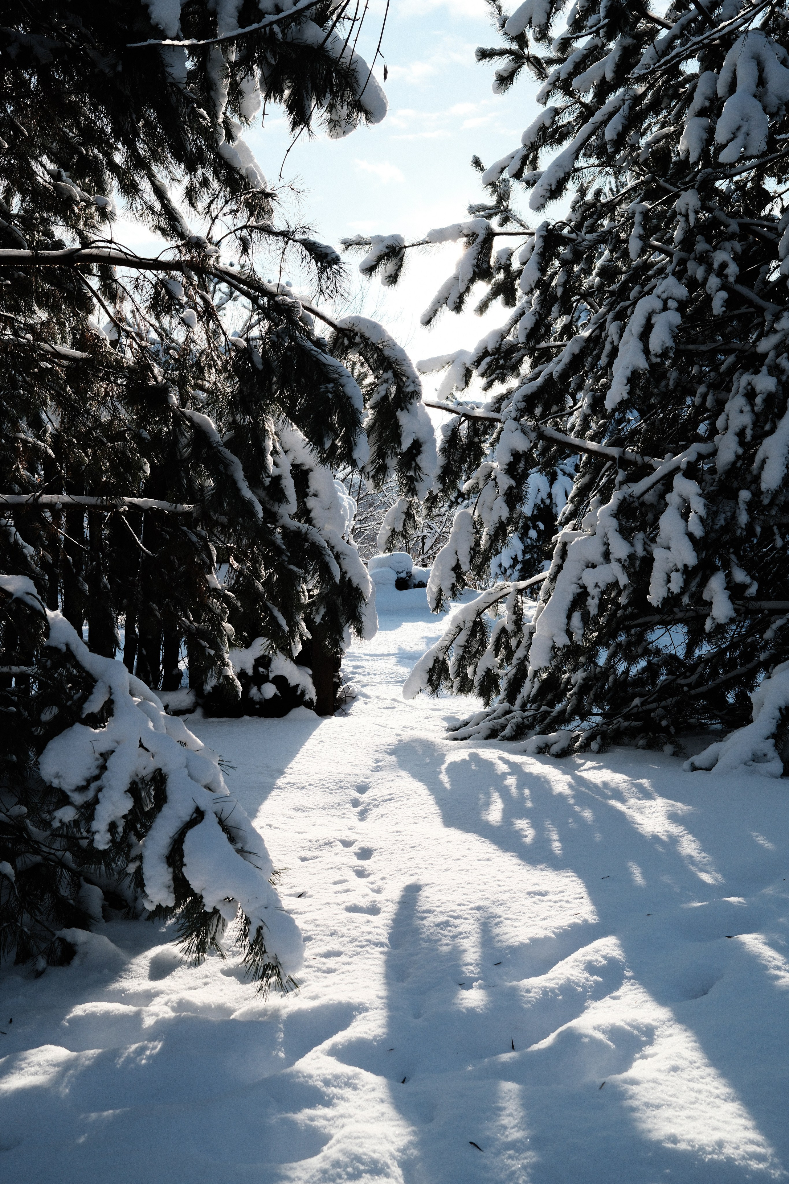 Лыжню!. Belugin Art