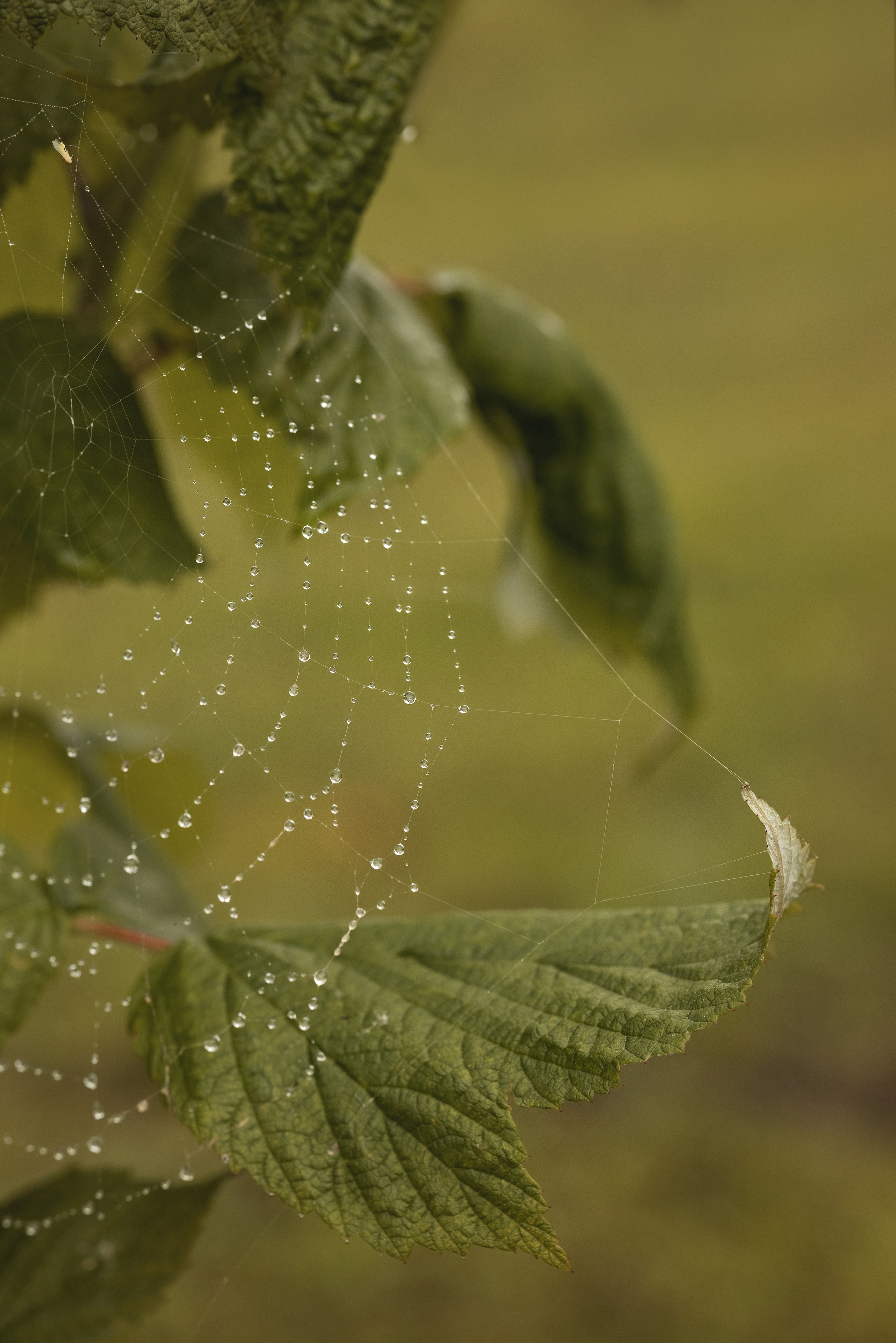 31 августа. Семейный фотограф в Калининграде Надежда Гриднева