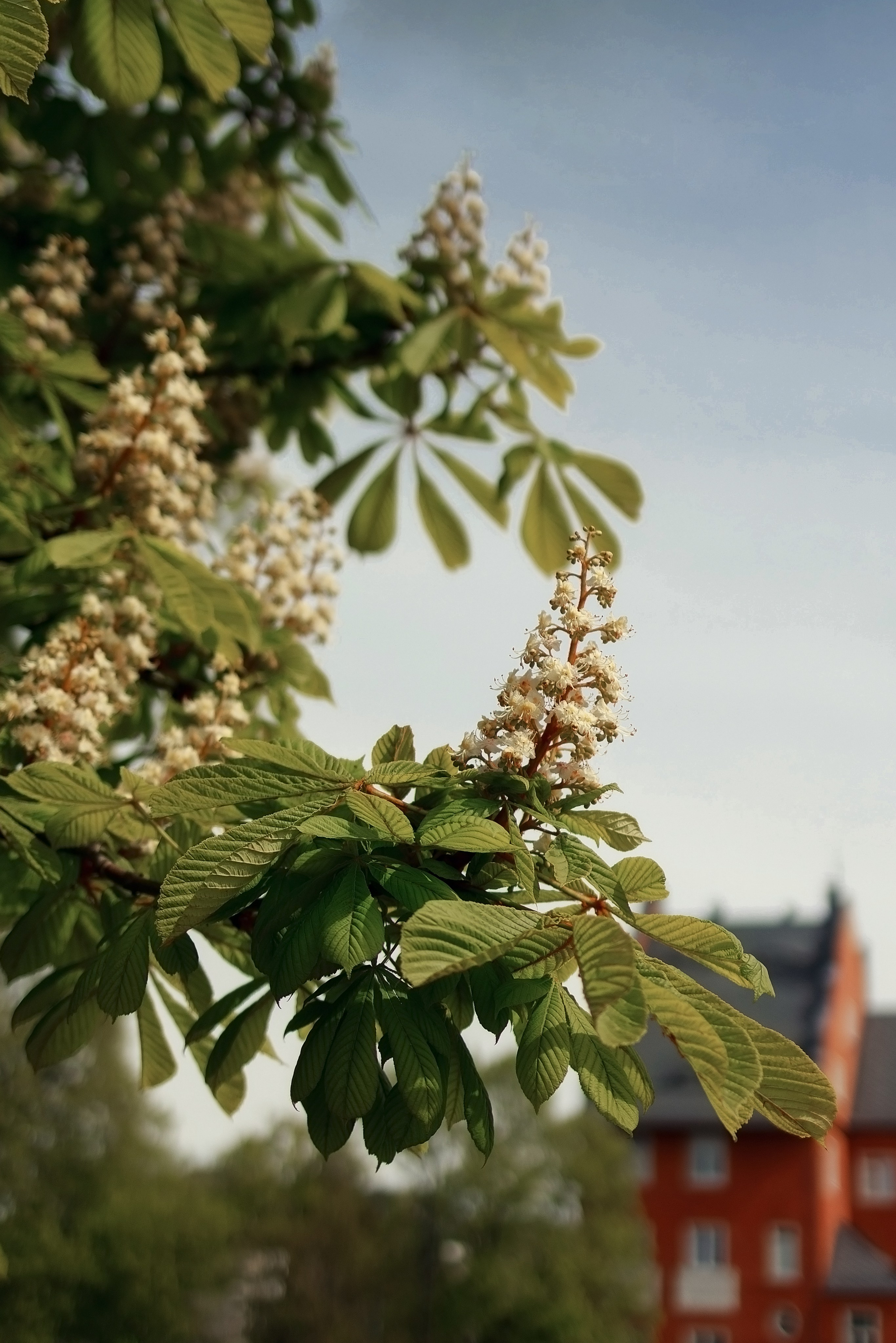 Королевство цветущих каштанов. Семейный фотограф в Калининграде Надежда Гриднева