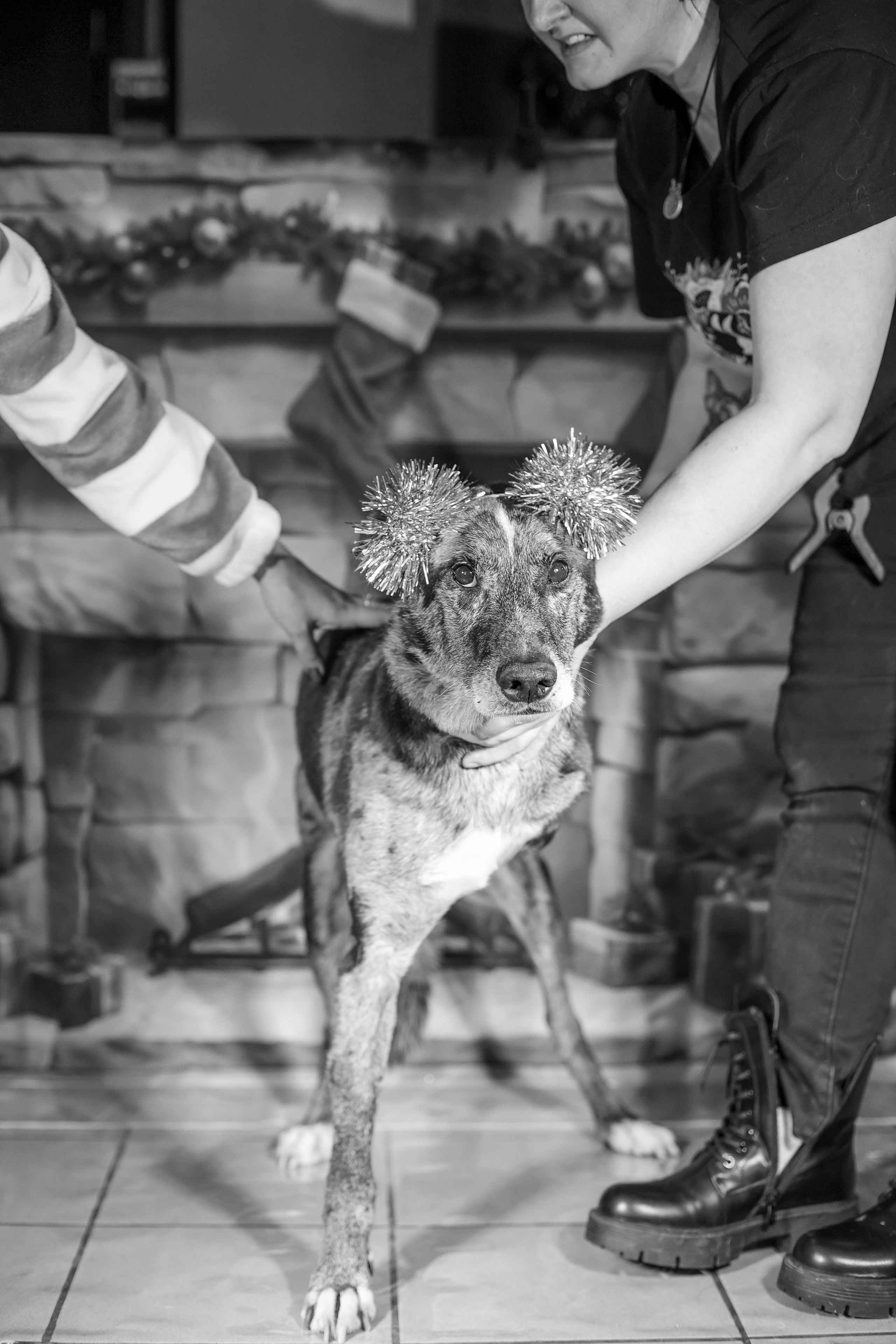 Приют четвероногий АНГЕЛ. Фотограф 📸 семейный, предметный, репортажный