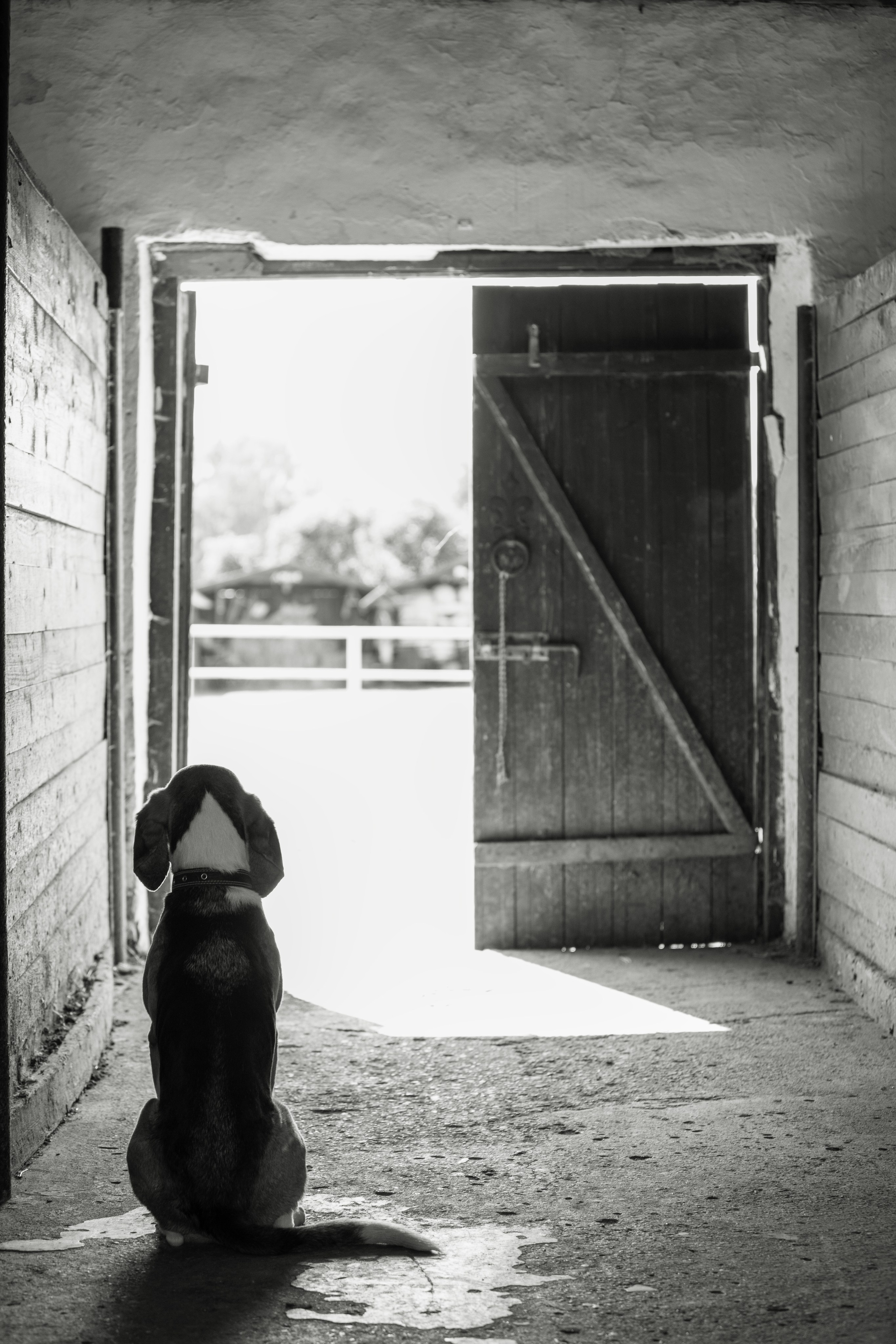 Фотография, собака. Россия, Можайск.