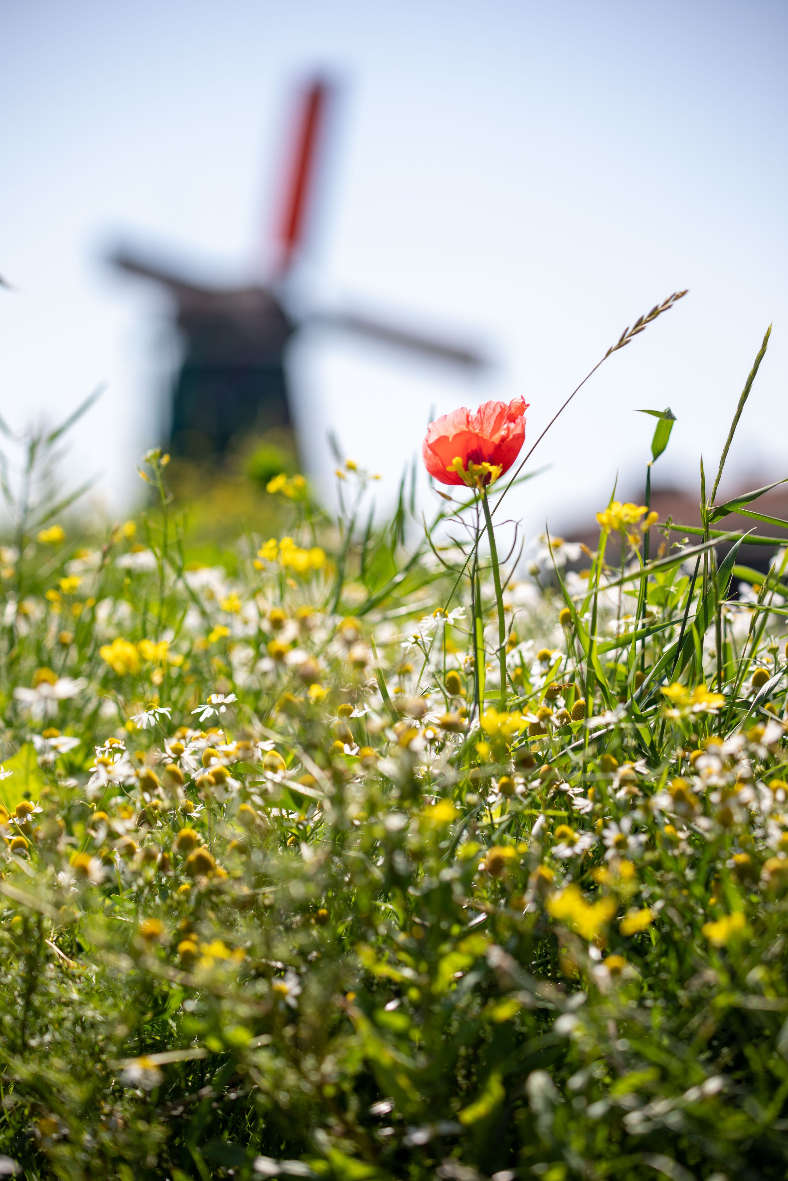 Posters. Воройская Анна