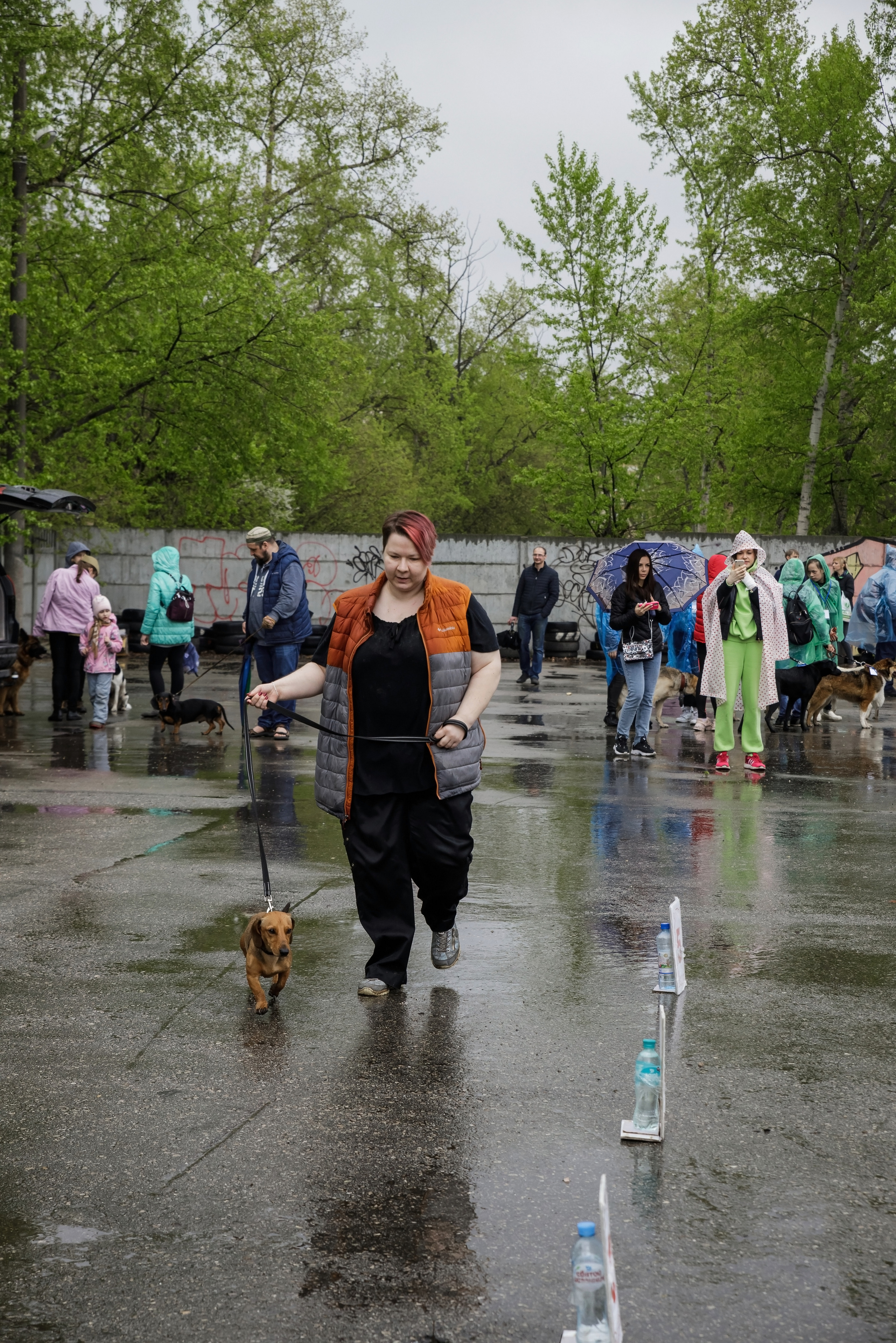 Третья выставка беспородных собак «Для дружбы не важна порода». НРОО КЦ "Собаковод"