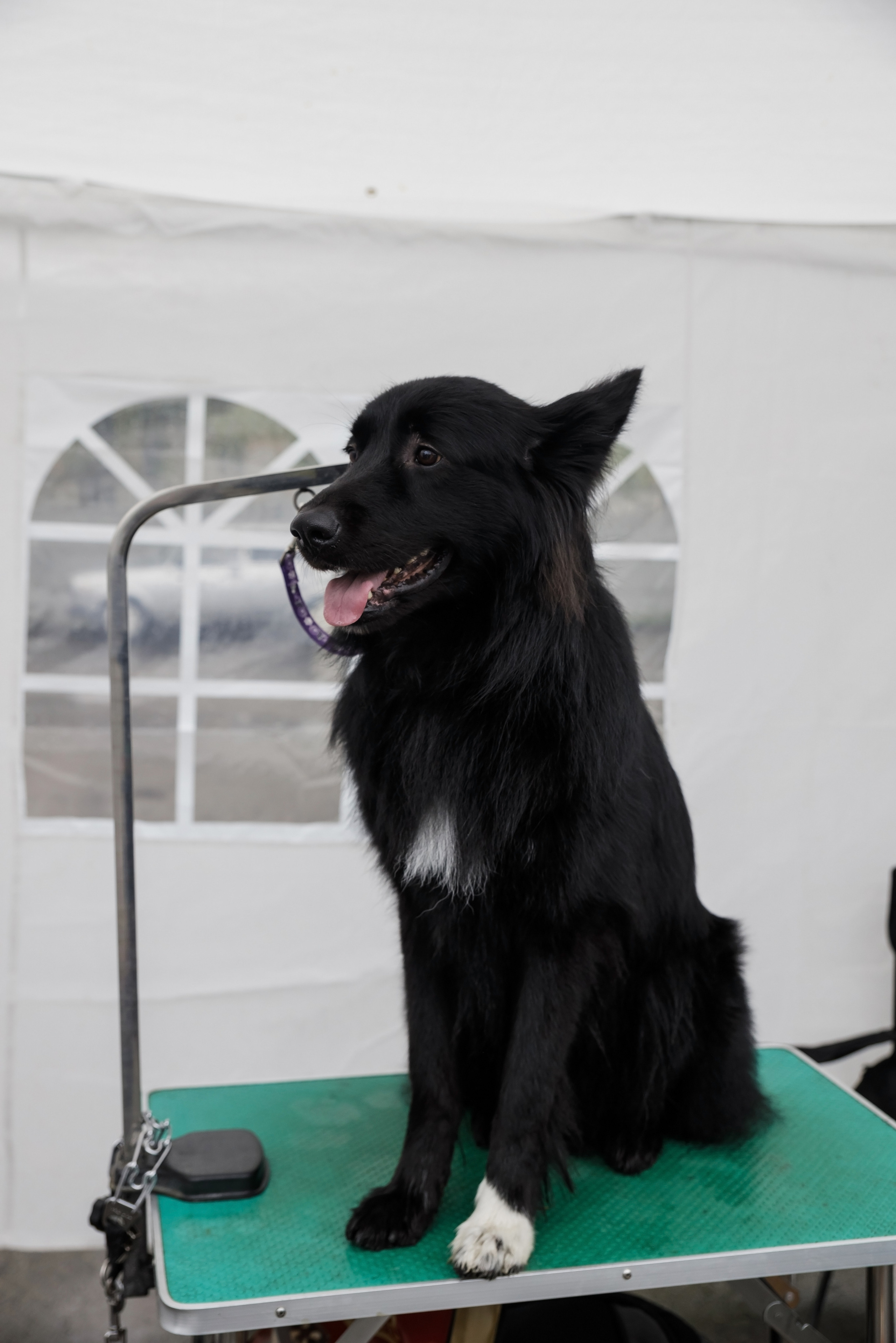 Третья выставка беспородных собак «Для дружбы не важна порода». НРОО КЦ "Собаковод"