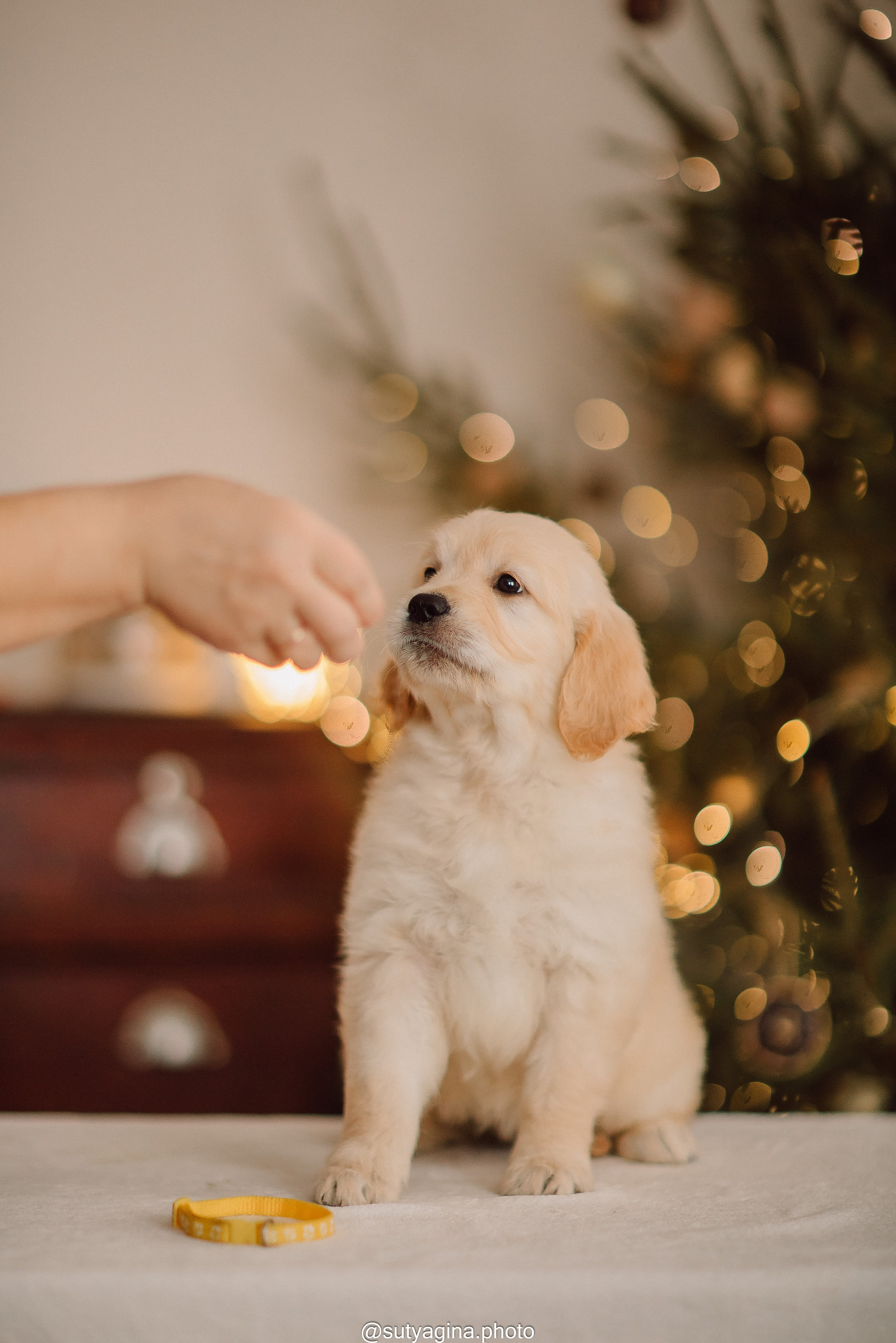 Литера Б, др 18.12.2025 Веста х Оливер. Свадебный и женский фотограф