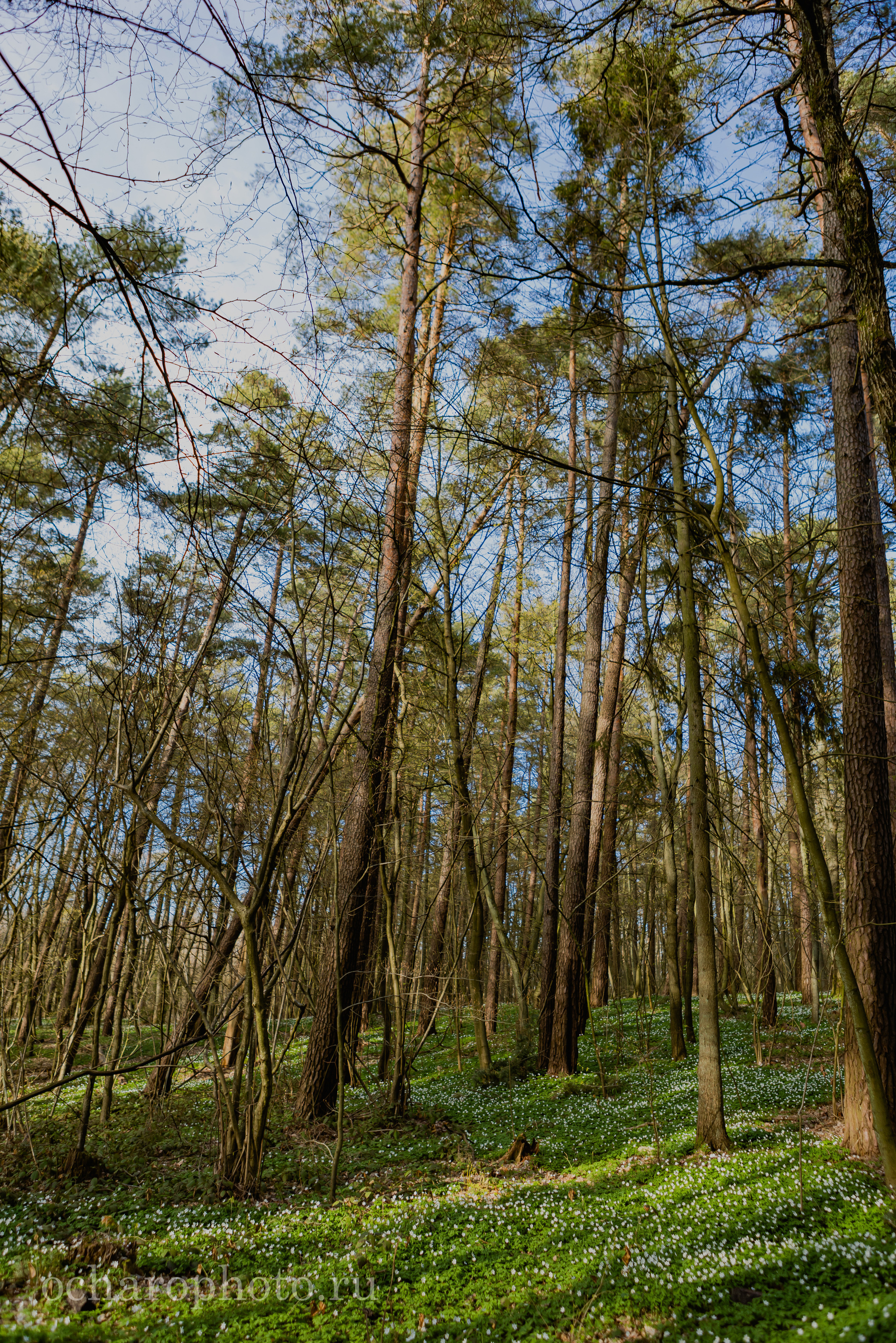 Незаурядное Отрадное. AI-контент (генерации ИИ-фото и видео), стоковые фотографии Калининградской области