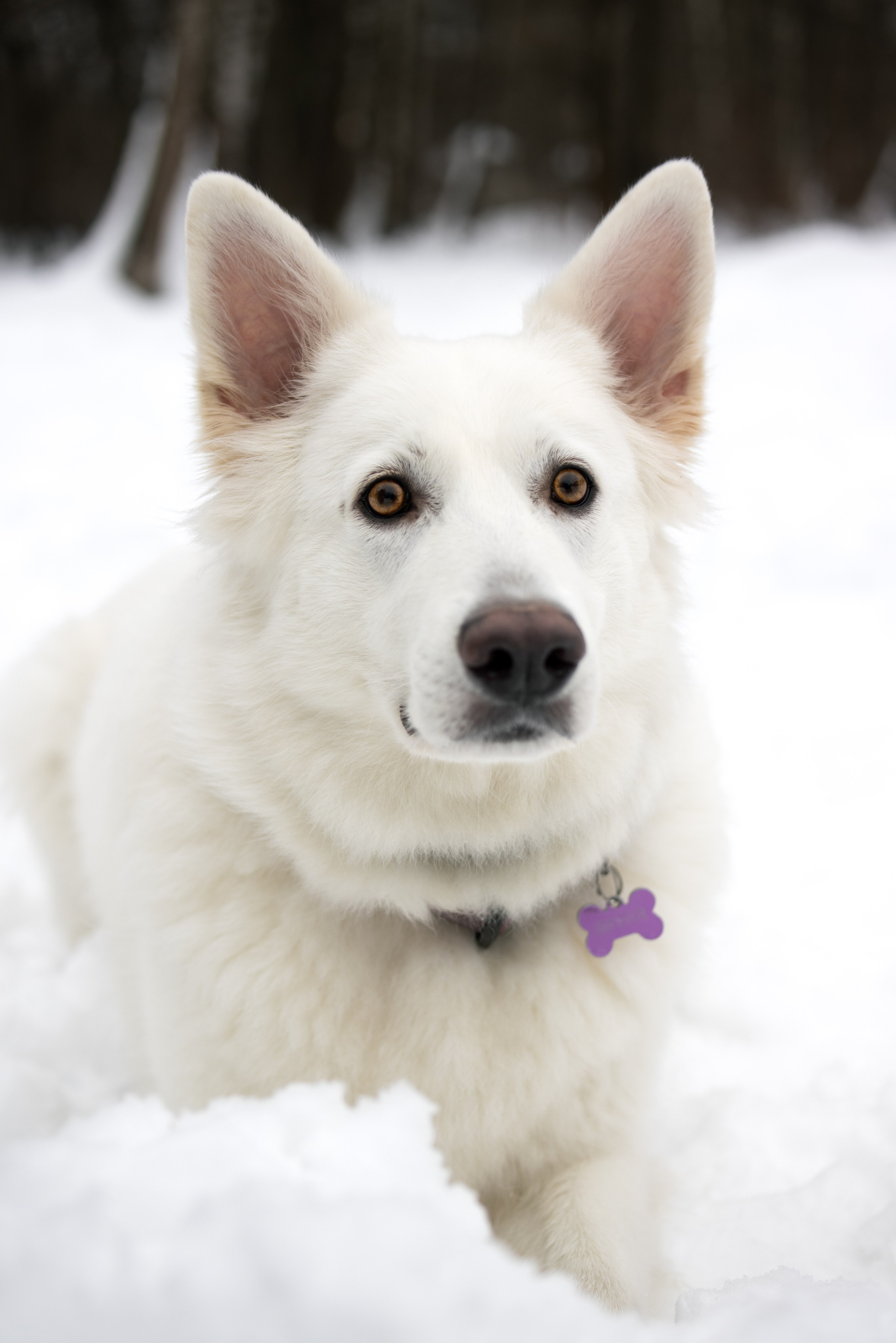 Фотограф-анималист г. Москва