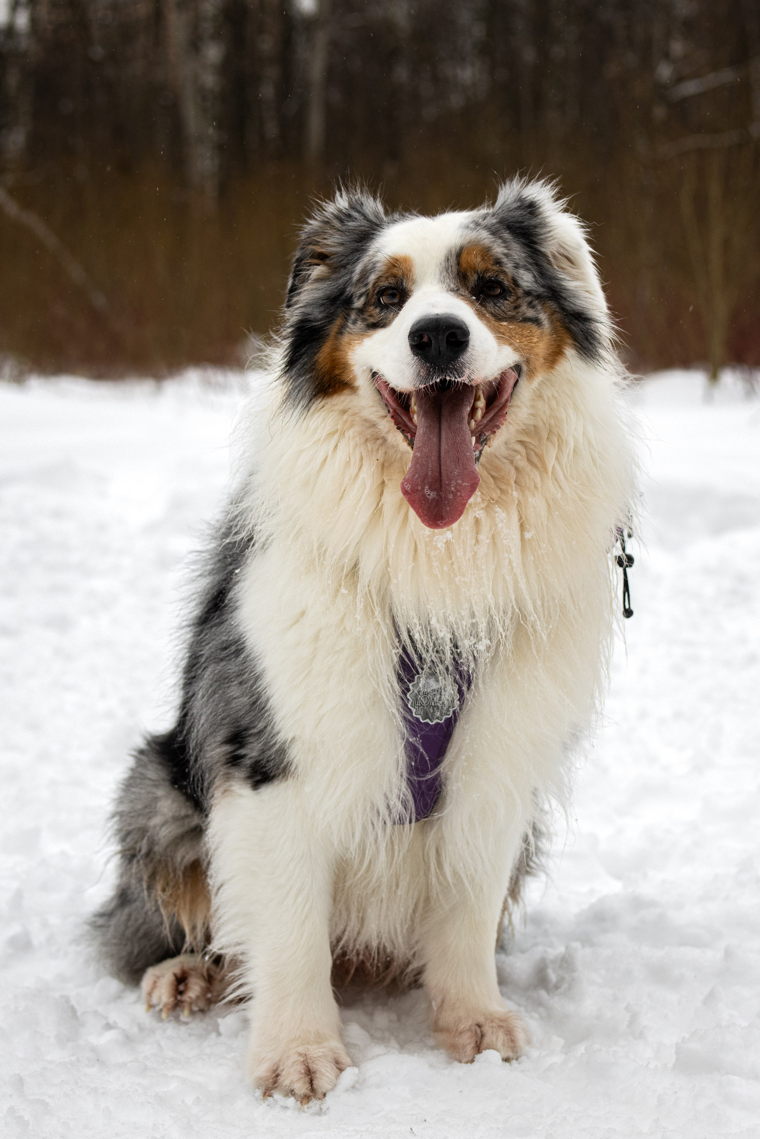Фотограф-анималист г. Москва