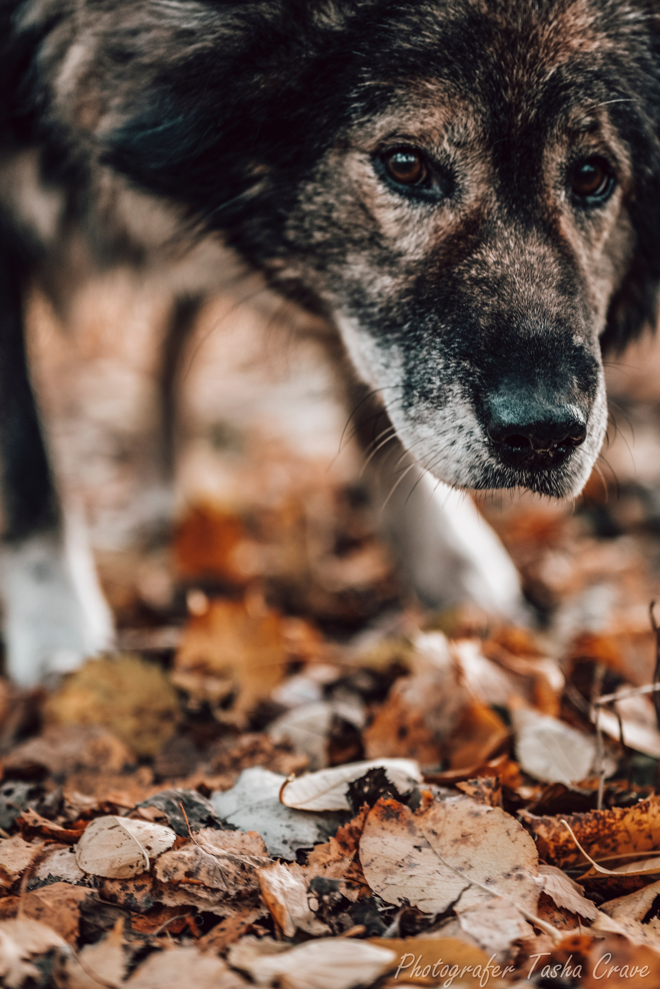 Фотографирование в приютах. Фотограф анималист в Санкт-Петербурге Таша Крейв