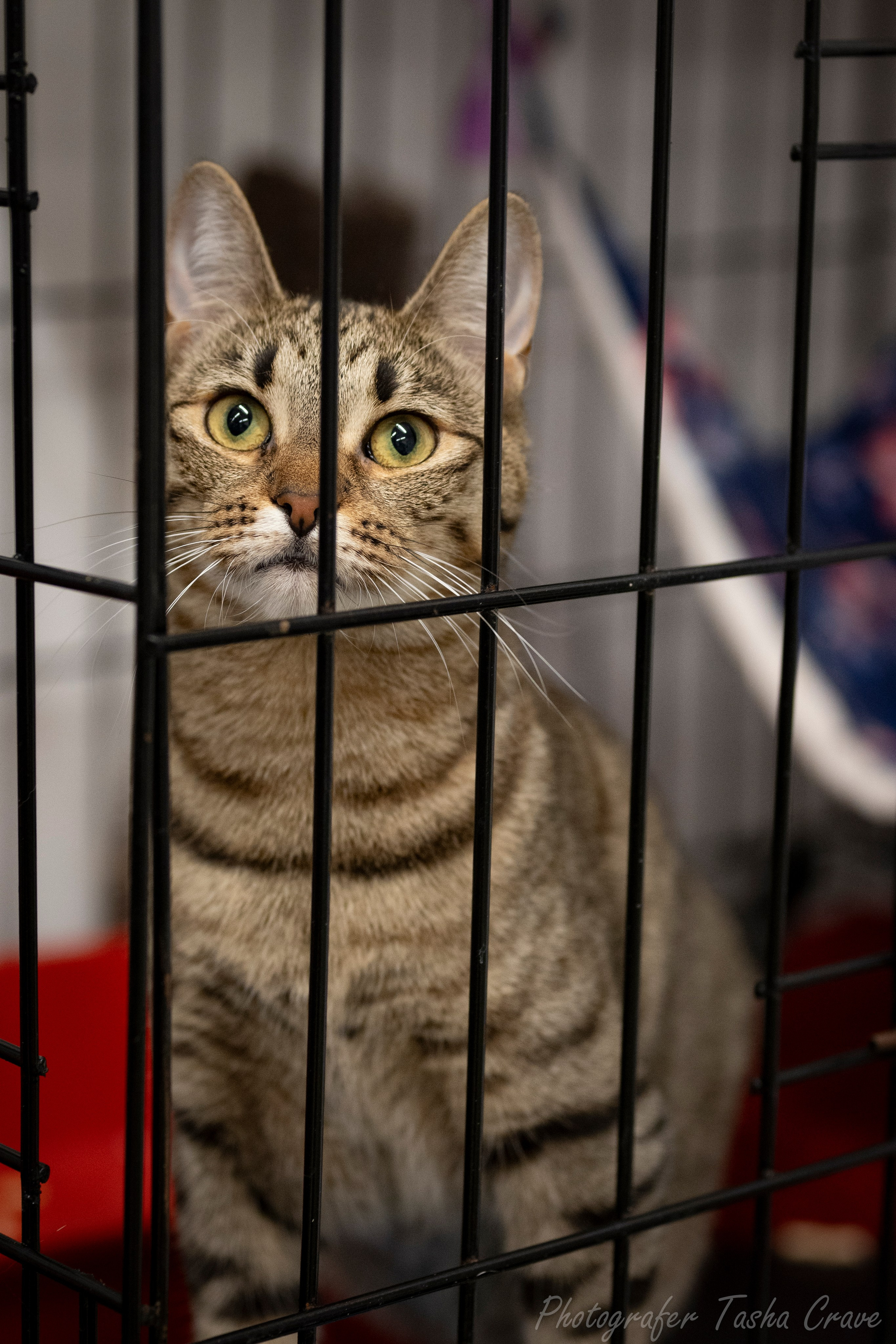 Фотографирование в приютах. Фотограф анималист в Санкт-Петербурге Таша Крейв